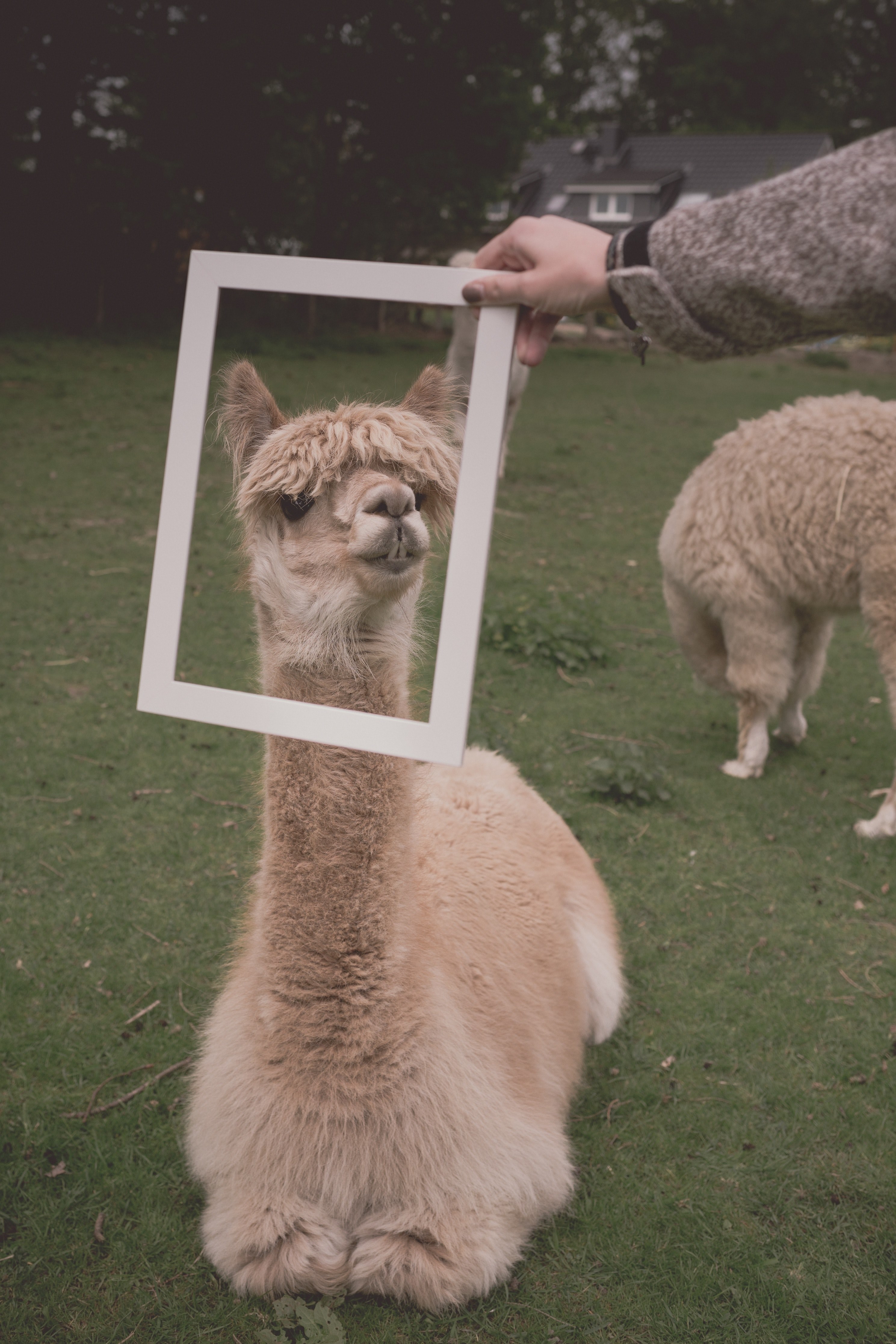germany camel and alpaca hd, 4k, Phone HD Wallpaper