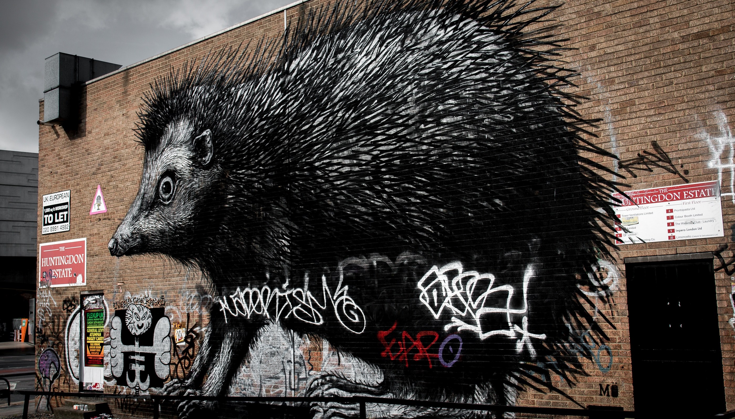 mammal porcupine and rodent 4k, HD Wallpaper