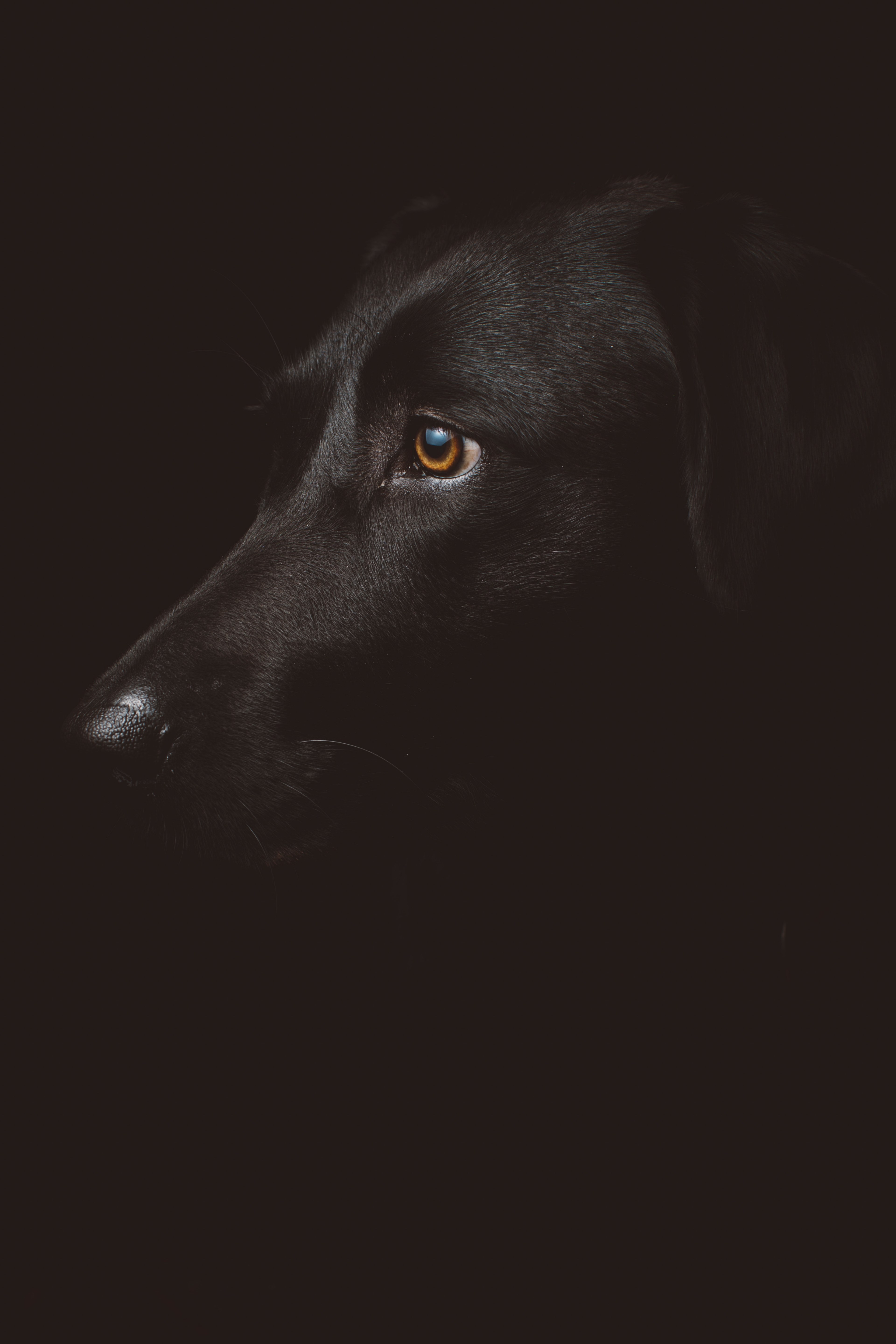 animal pet black and dog hd, 4k, Phone HD Wallpaper