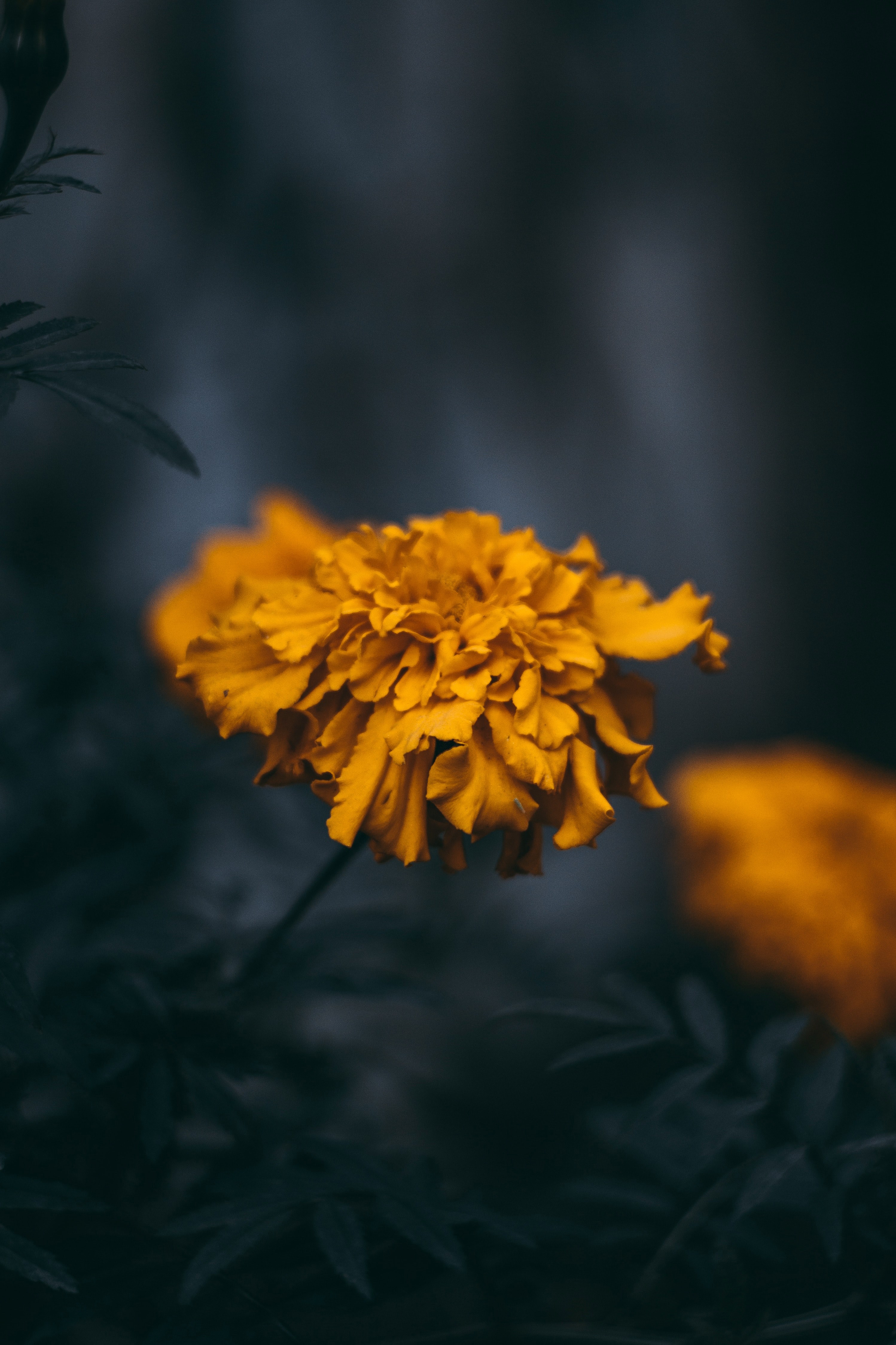 nature flower yellow flower and bloom hd, 4k, Phone HD Wallpaper
