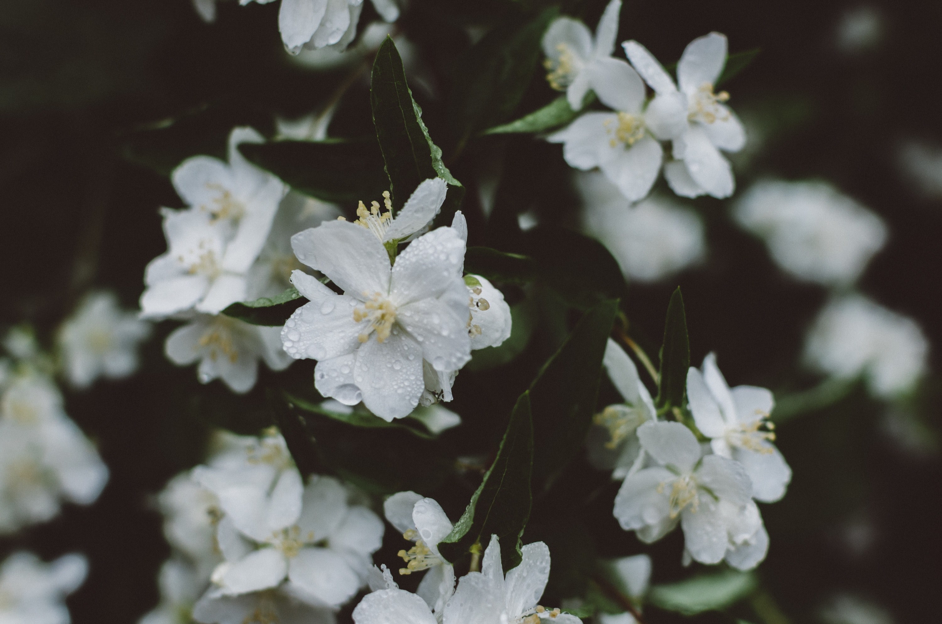 leafe branch cluster and moody 4k, HD Wallpaper