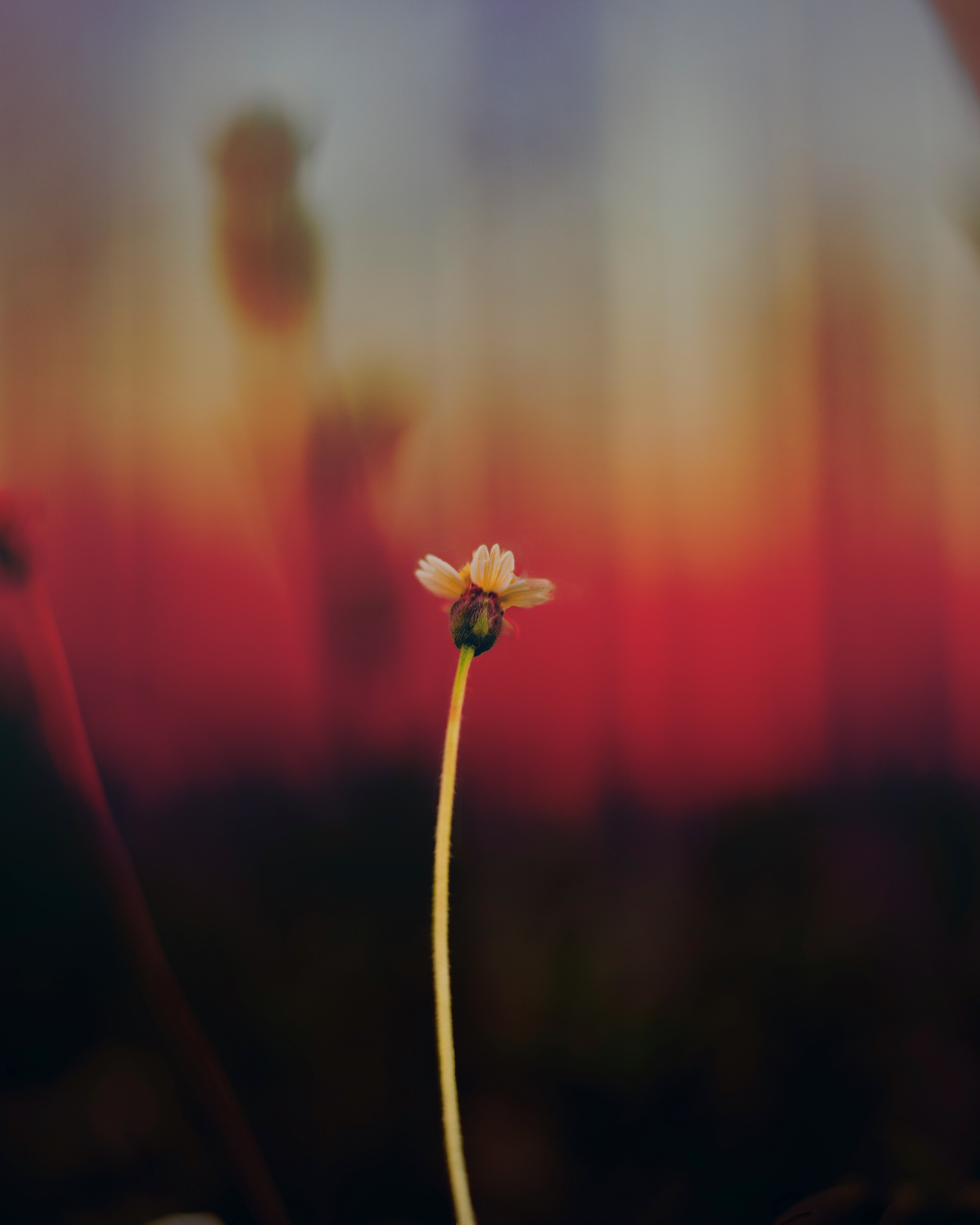 a close up of a single daisy stem with few petals, the cure 4k, Phone HD Wallpaper