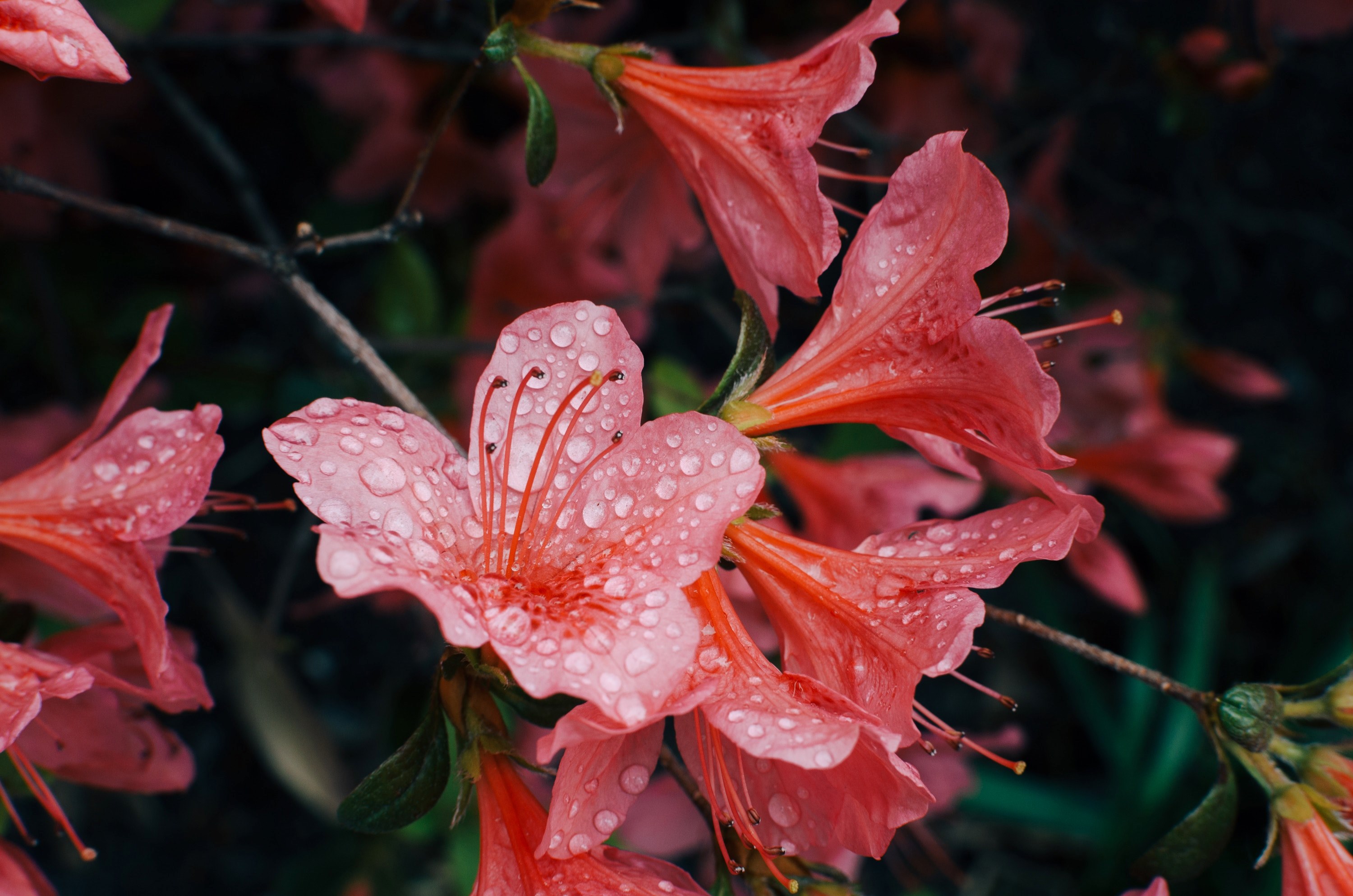 reddish pink flowers covered in rainfall, _flowers after the rain 4k, HD Wallpaper