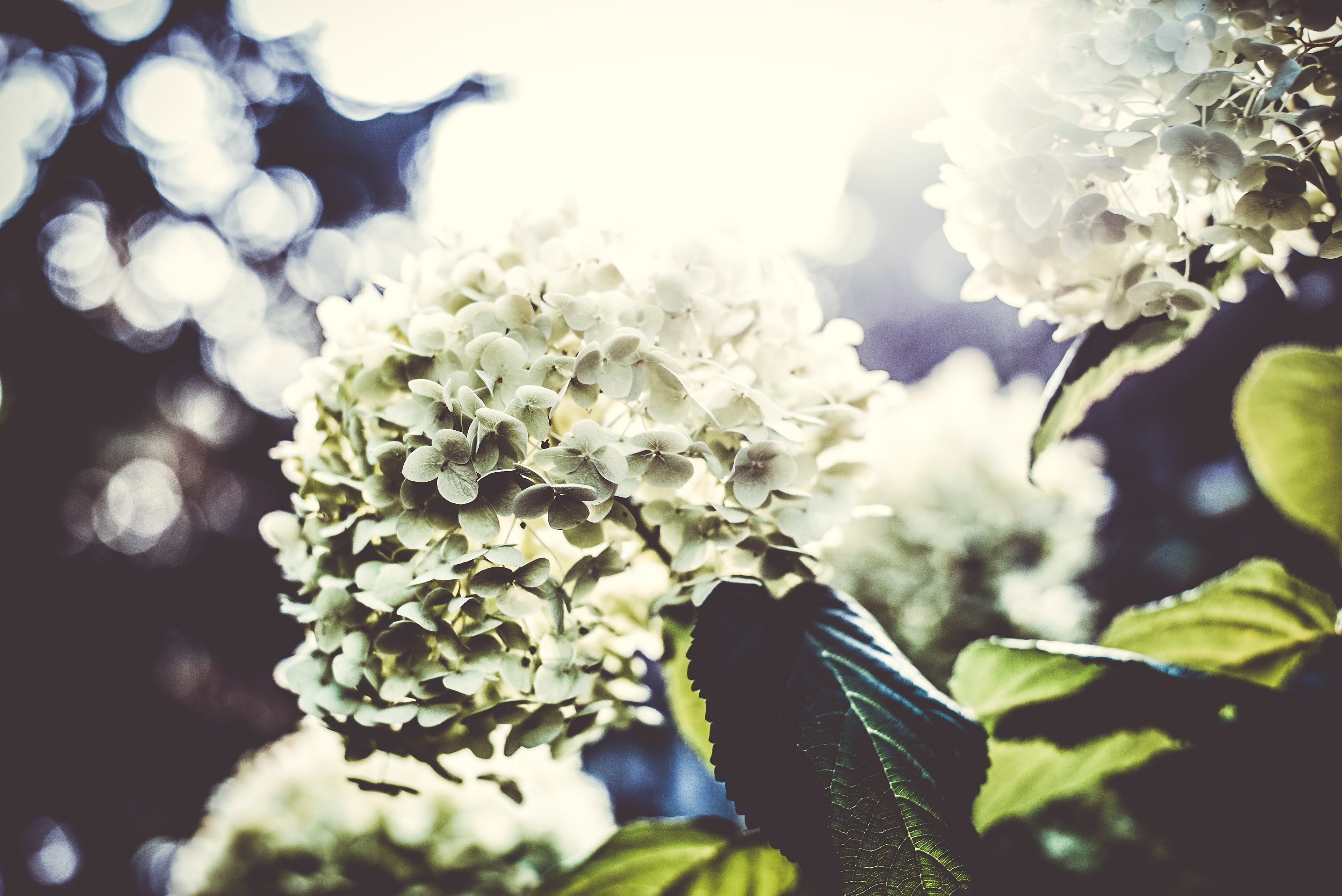 white blossom plant with big green leaves in sunshine in spring, sunshine blossom plant 4k, HD Wallpaper