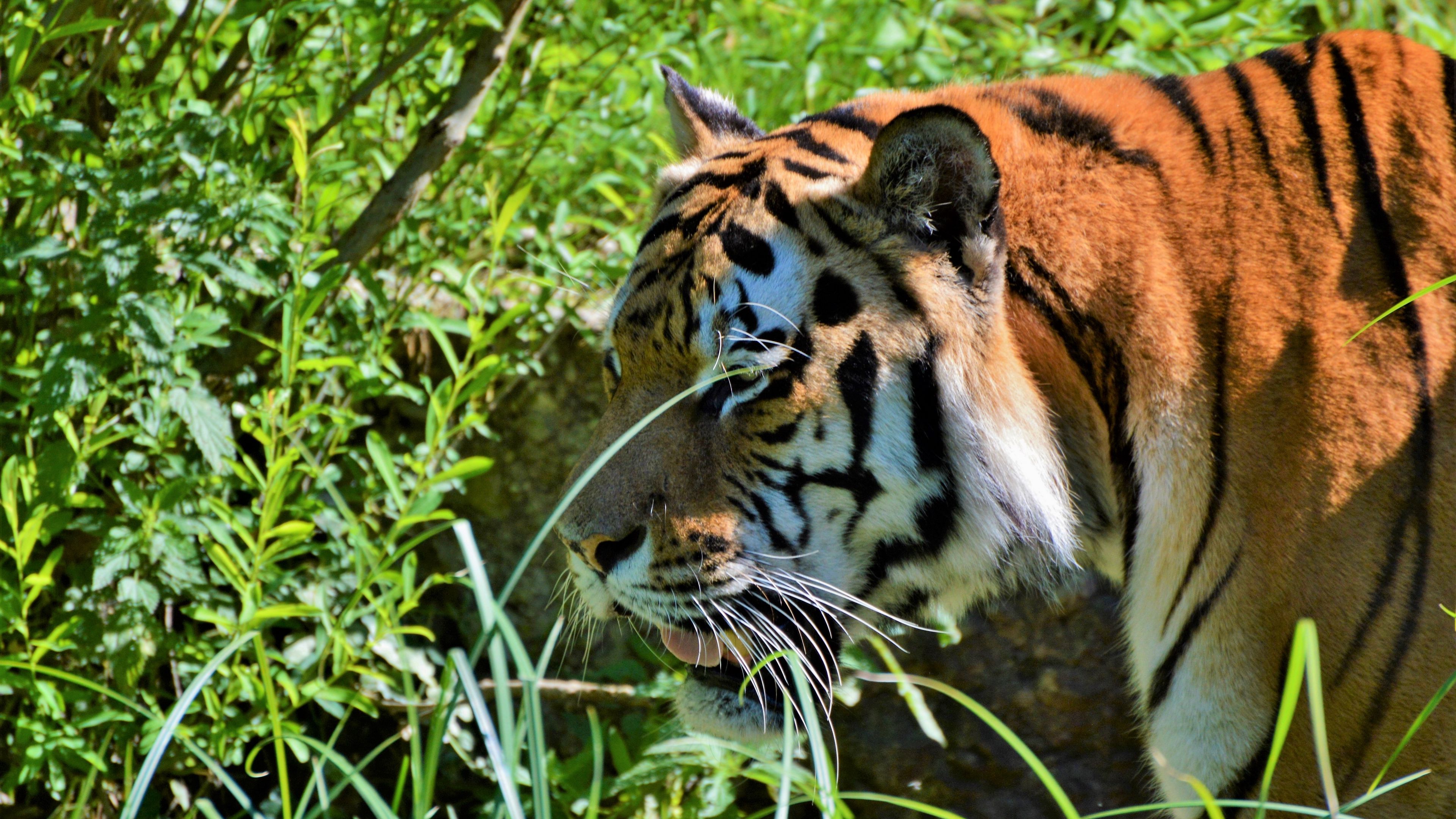tiger, big cat, predator, muzzle, 4k, HD Wallpaper