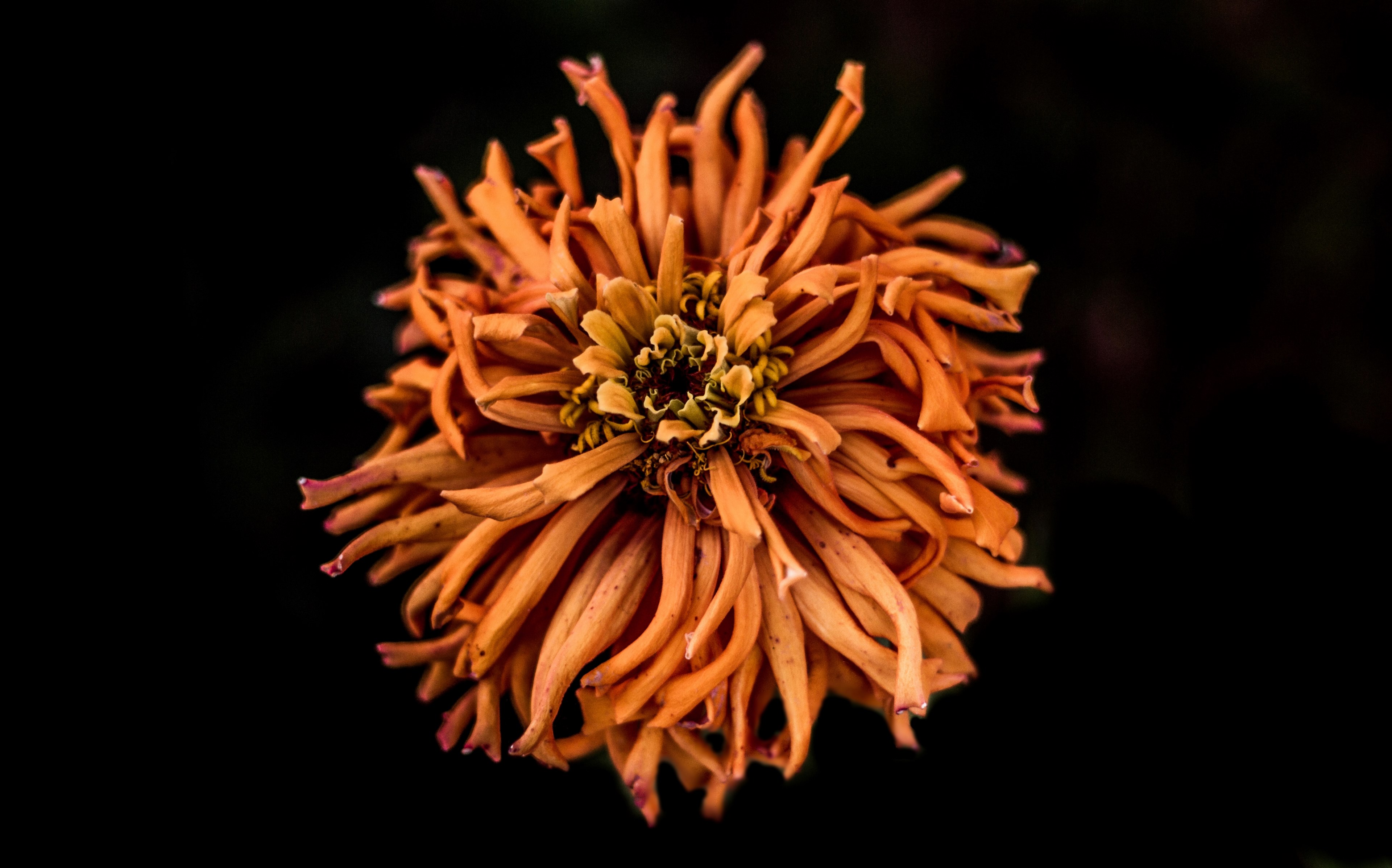 a close up of a dry orange flower head against a black background, orange flower head 4k, HD Wallpaper