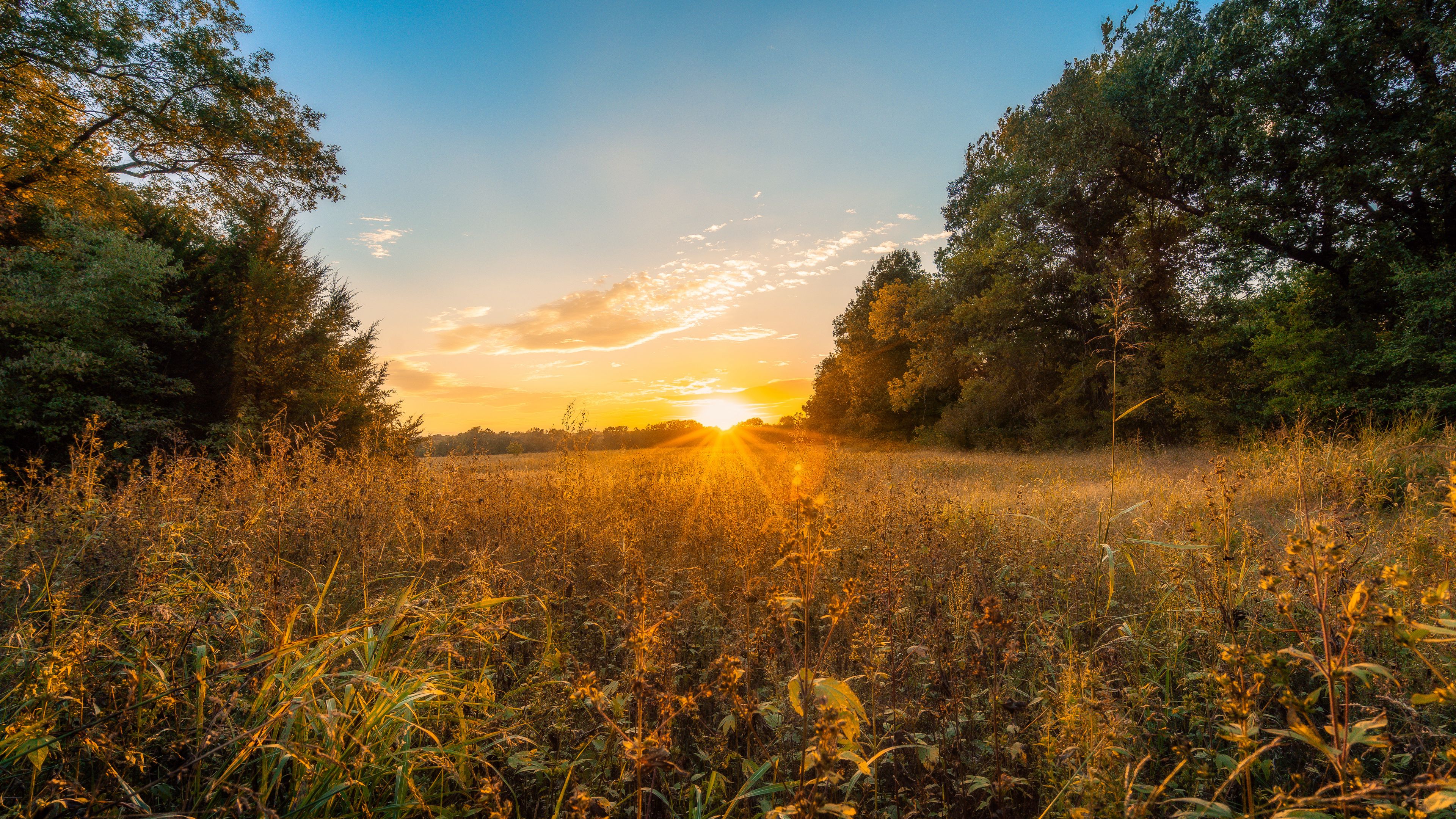 sun, sunset, grass, trees, 4k, HD Wallpaper