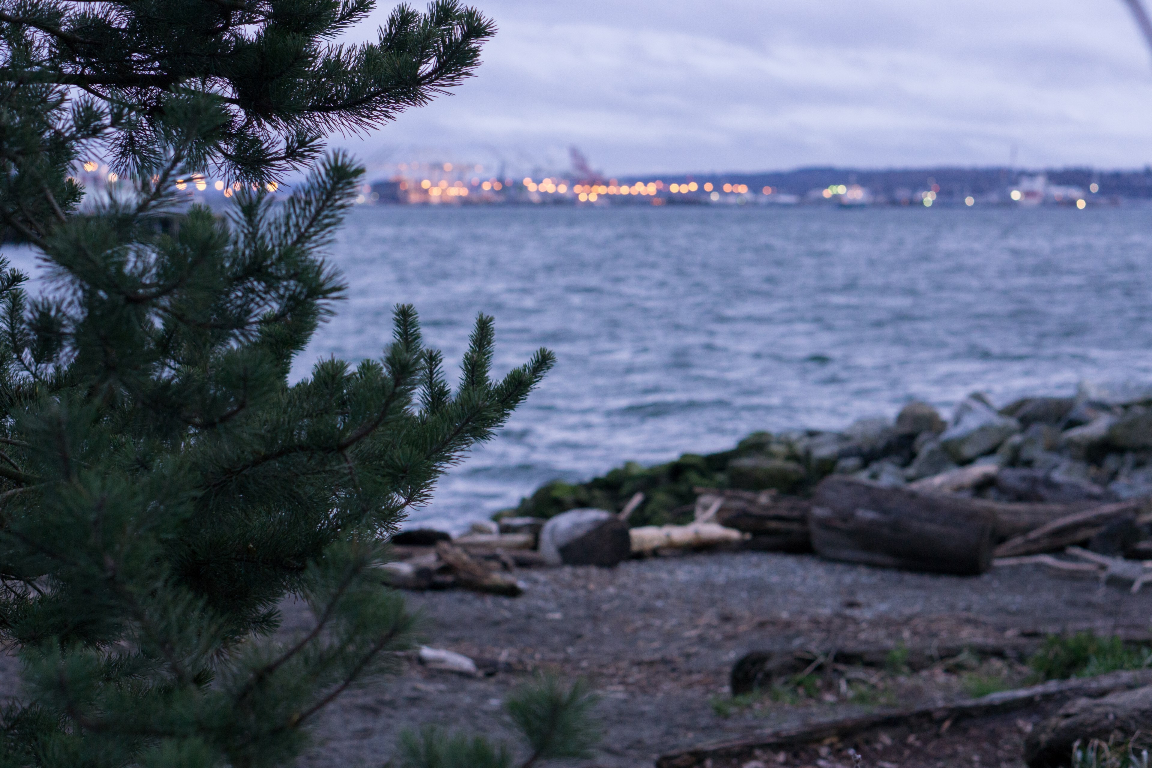 dusk tree beach and port 4k, HD Wallpaper