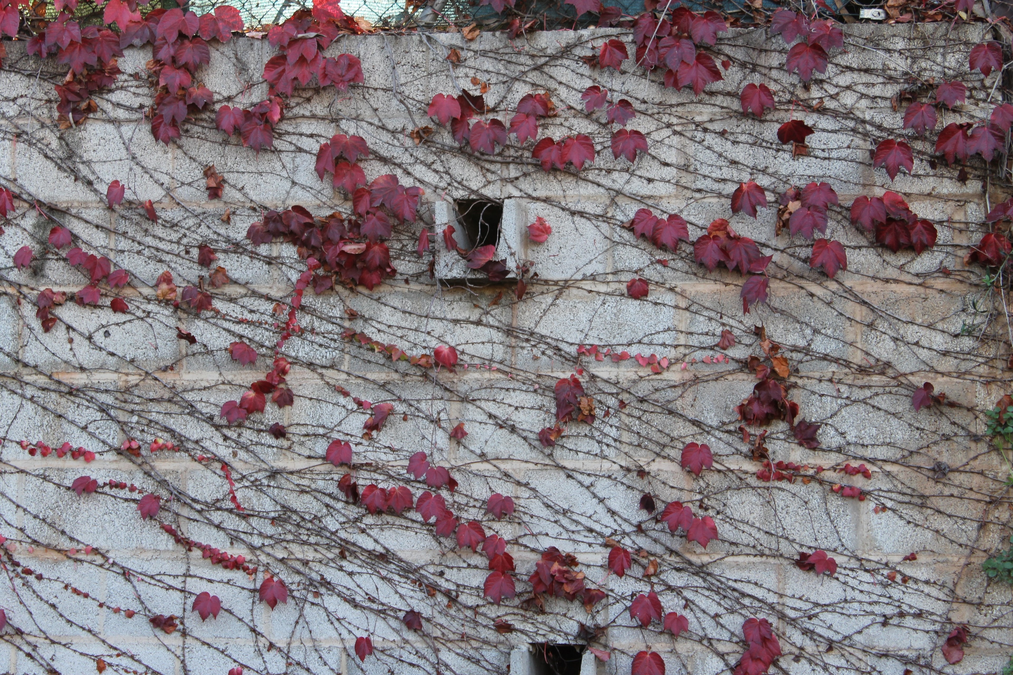 wall autumn and ivy 4k, HD Wallpaper