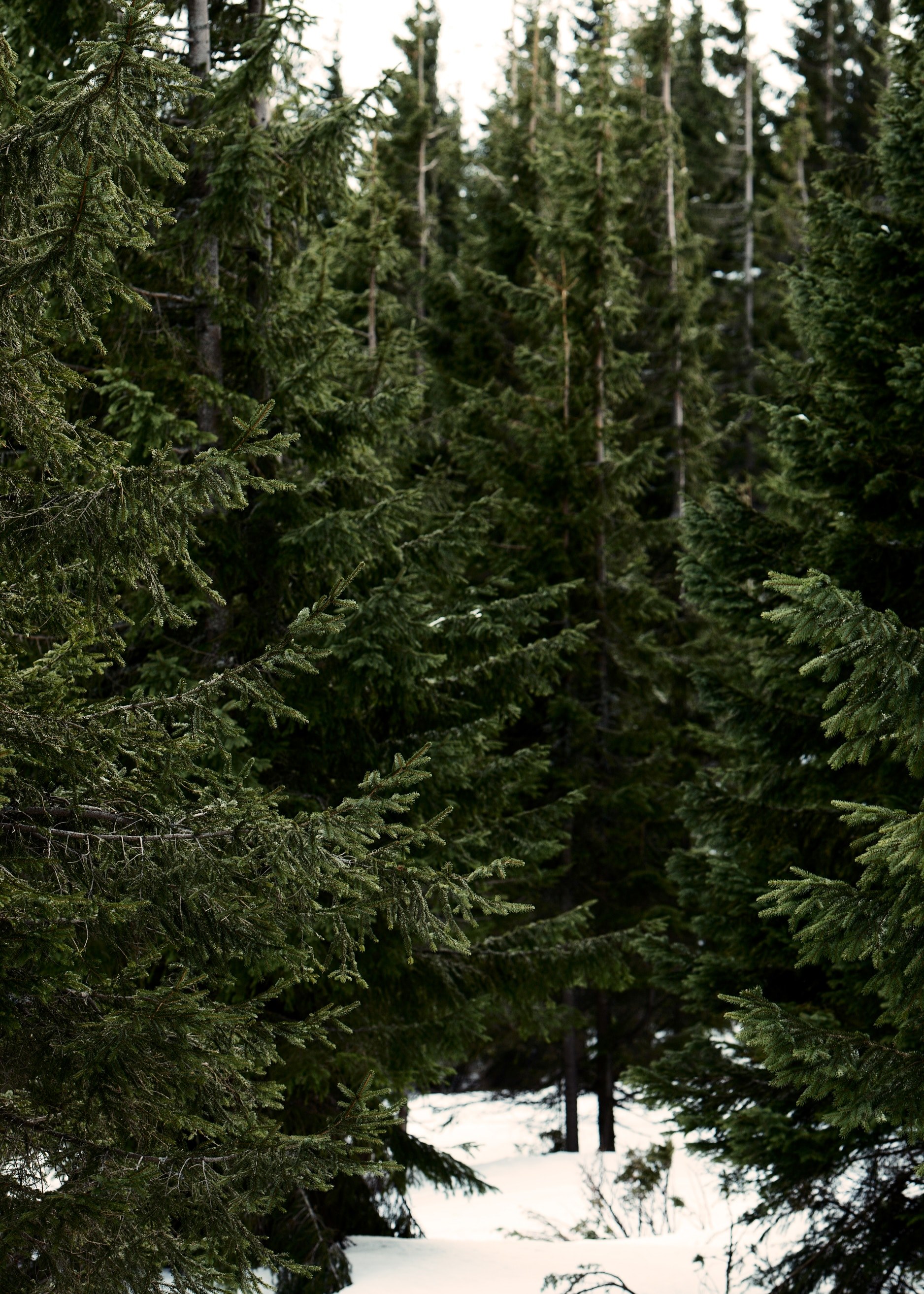 a forest containing a collection of tall trees in snow covered grounds, _trees in snow covered forests 4k, Phone HD Wallpaper