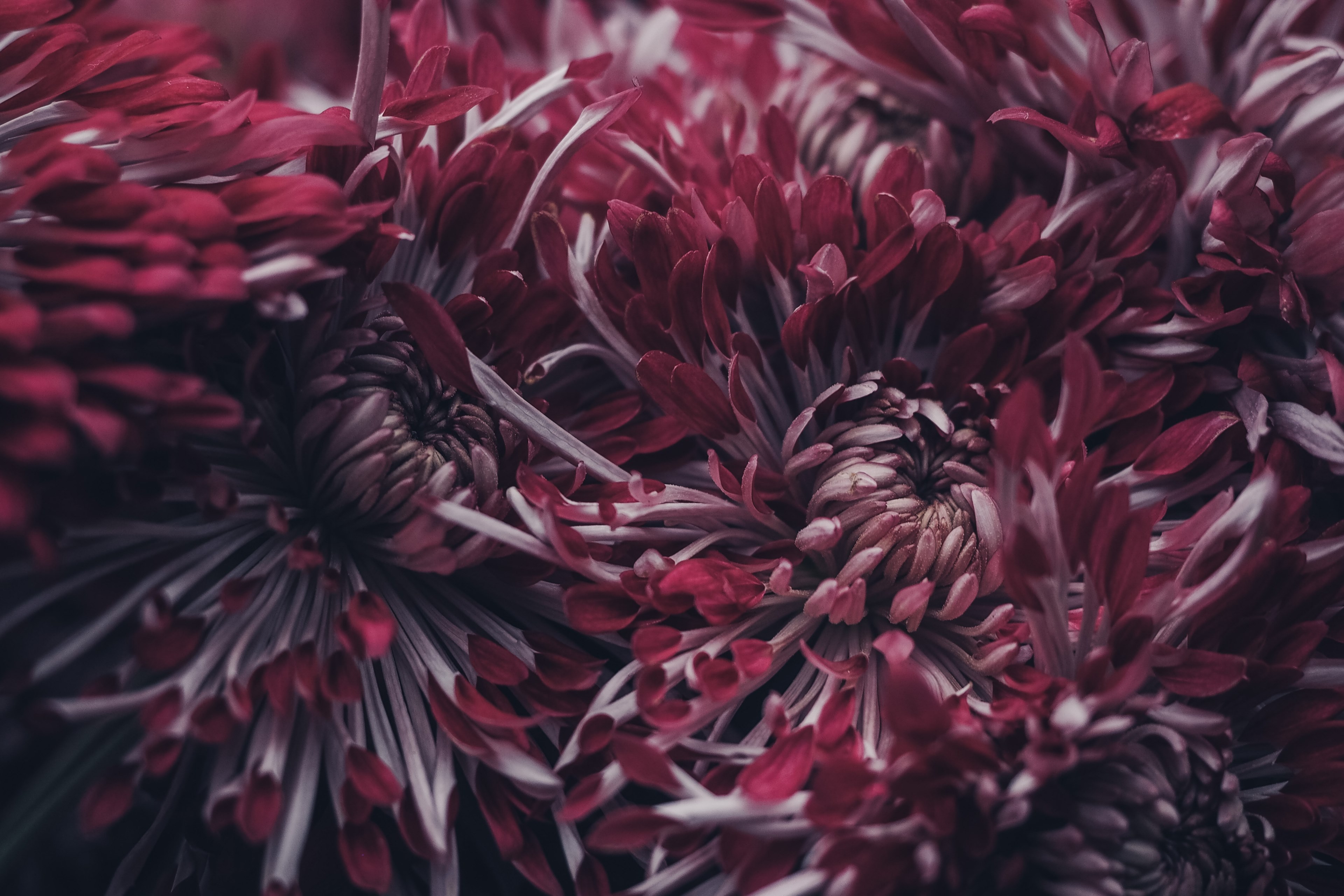 a macro shot of cherry red chrysanthemum flowers, deep red chrysanthemum up close 4k, HD Wallpaper