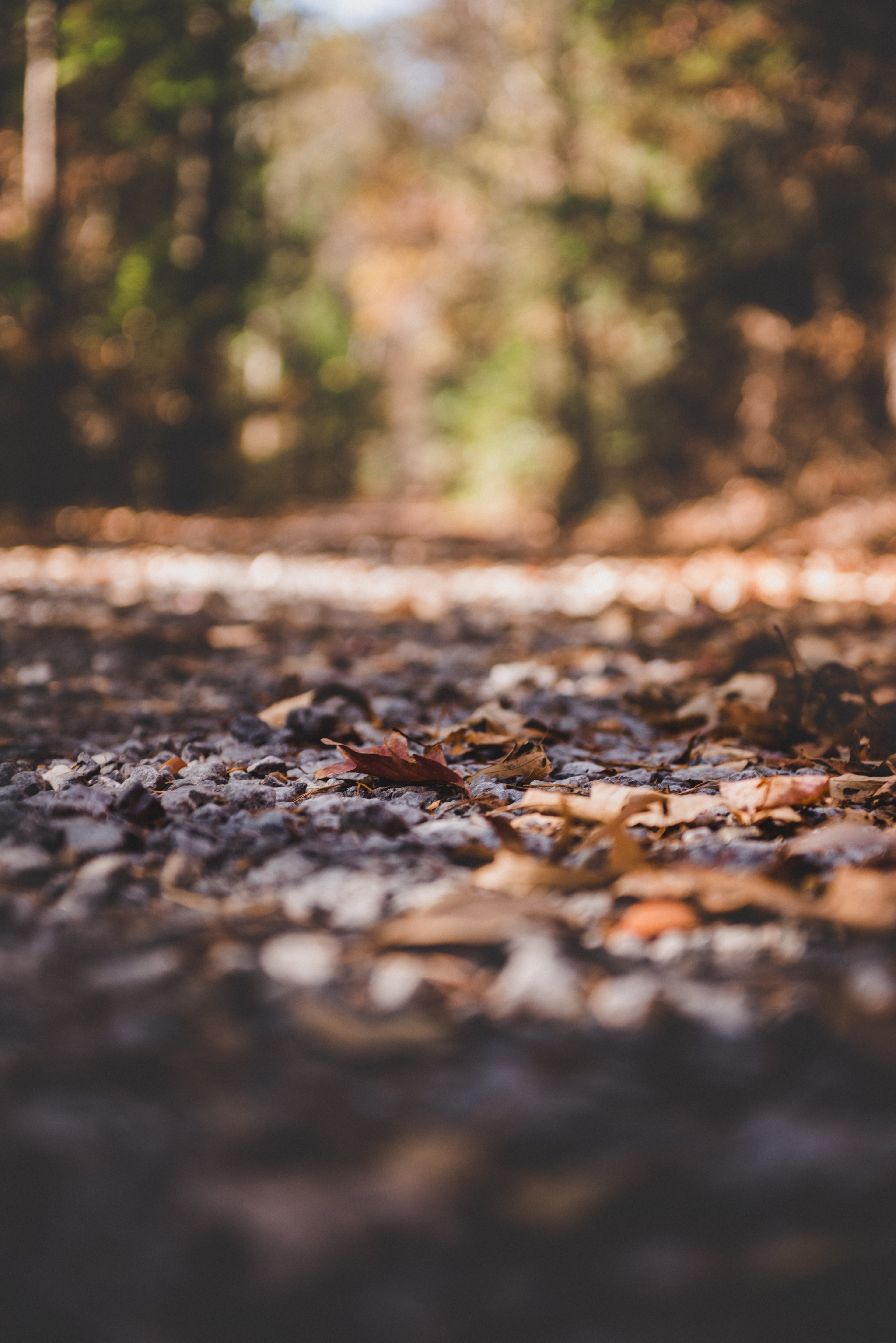 hike trail bokeh and leafe hd, 4k, Phone HD Wallpaper