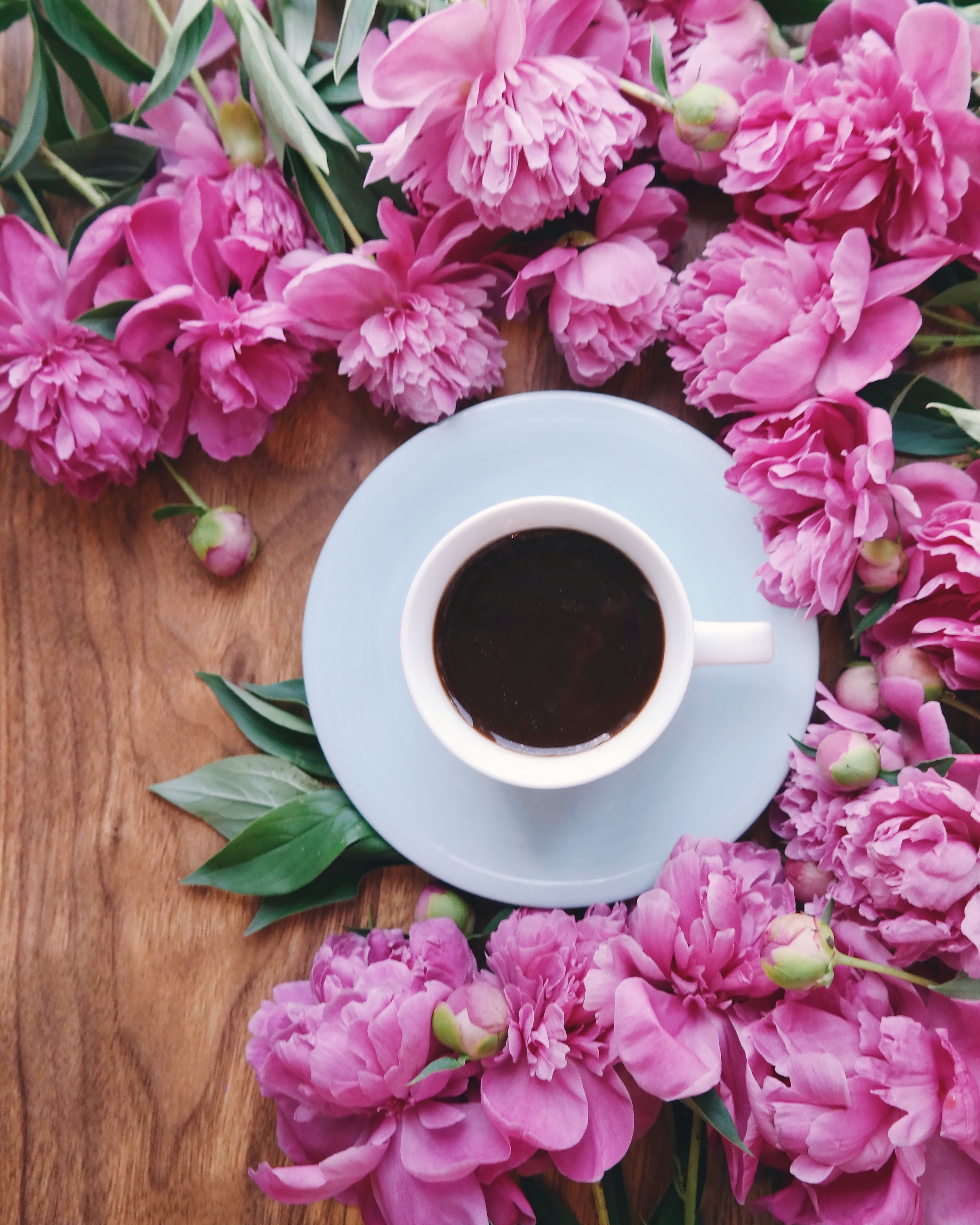 black coffee pink peony peony and flower hd, 4k, Phone HD Wallpaper