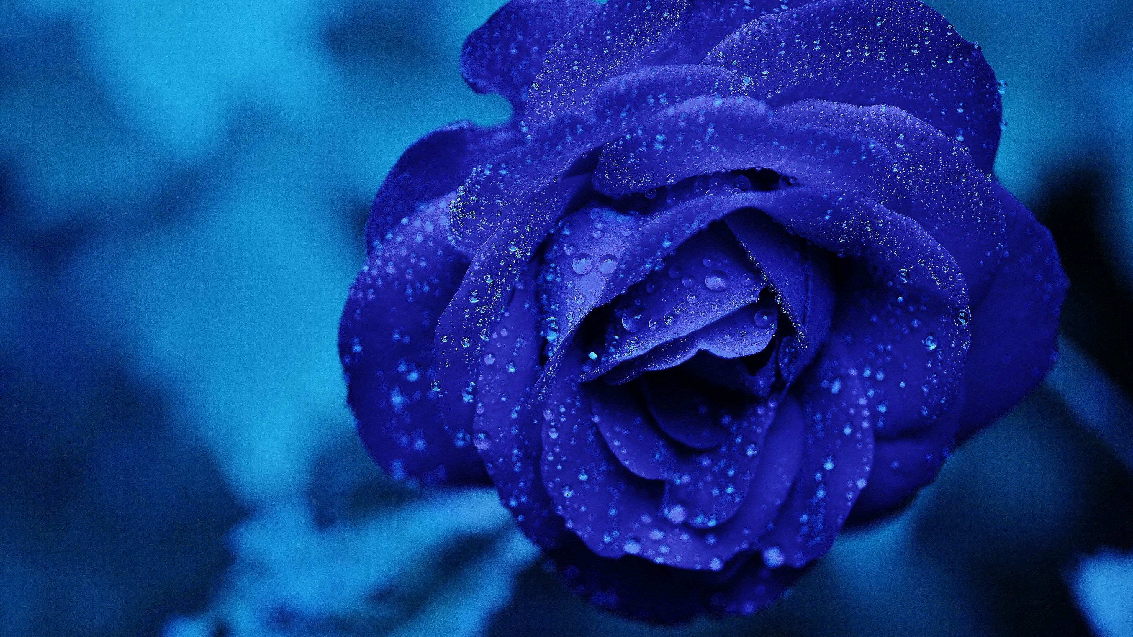 blue rose, bud, drops, flower, 4k, HD Wallpaper