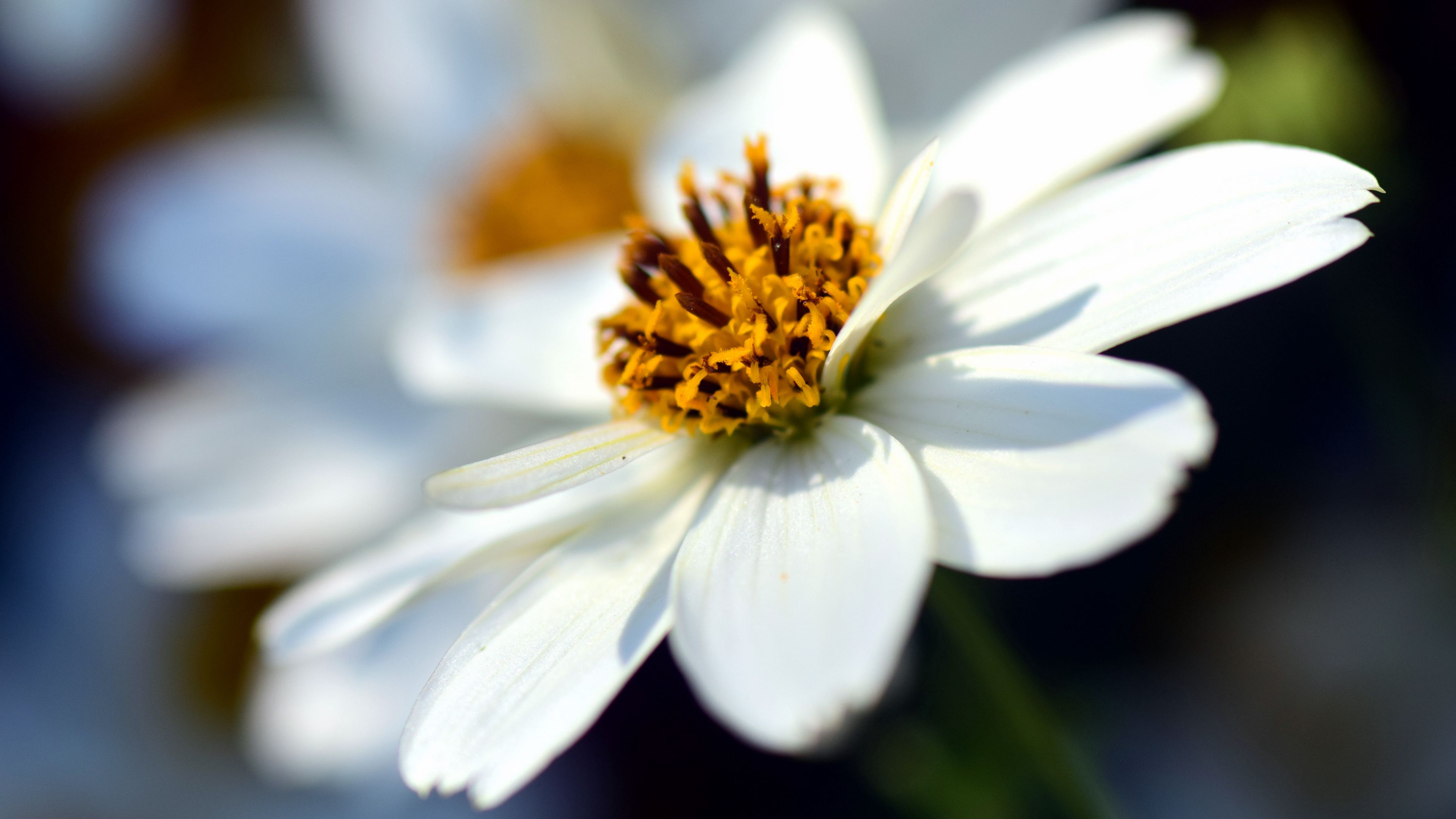 bidens ferulifolia, flower, closeup, 4k, HD Wallpaper