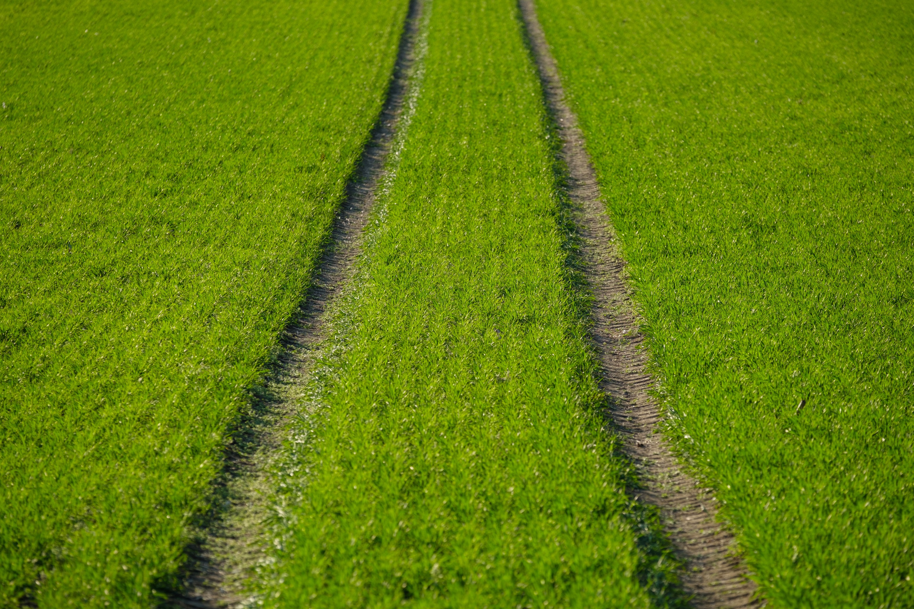 line minimalism minimal and meadow 4k, HD Wallpaper