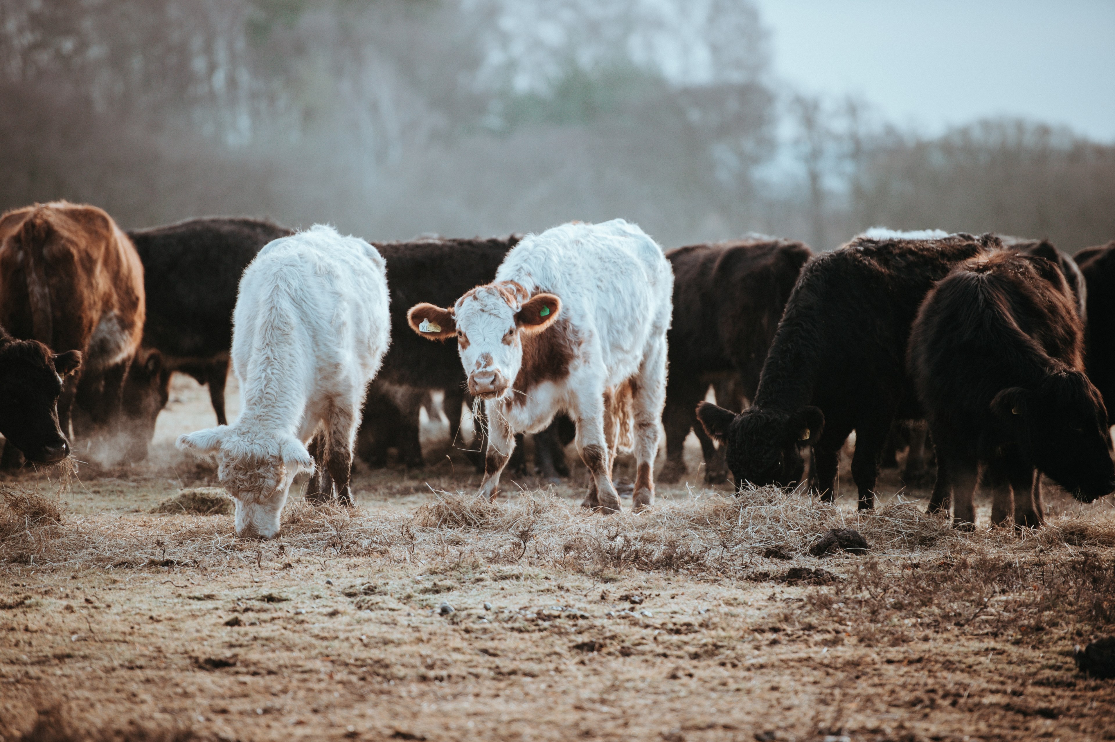 cows grazing on a winters morning 4k, HD Wallpaper