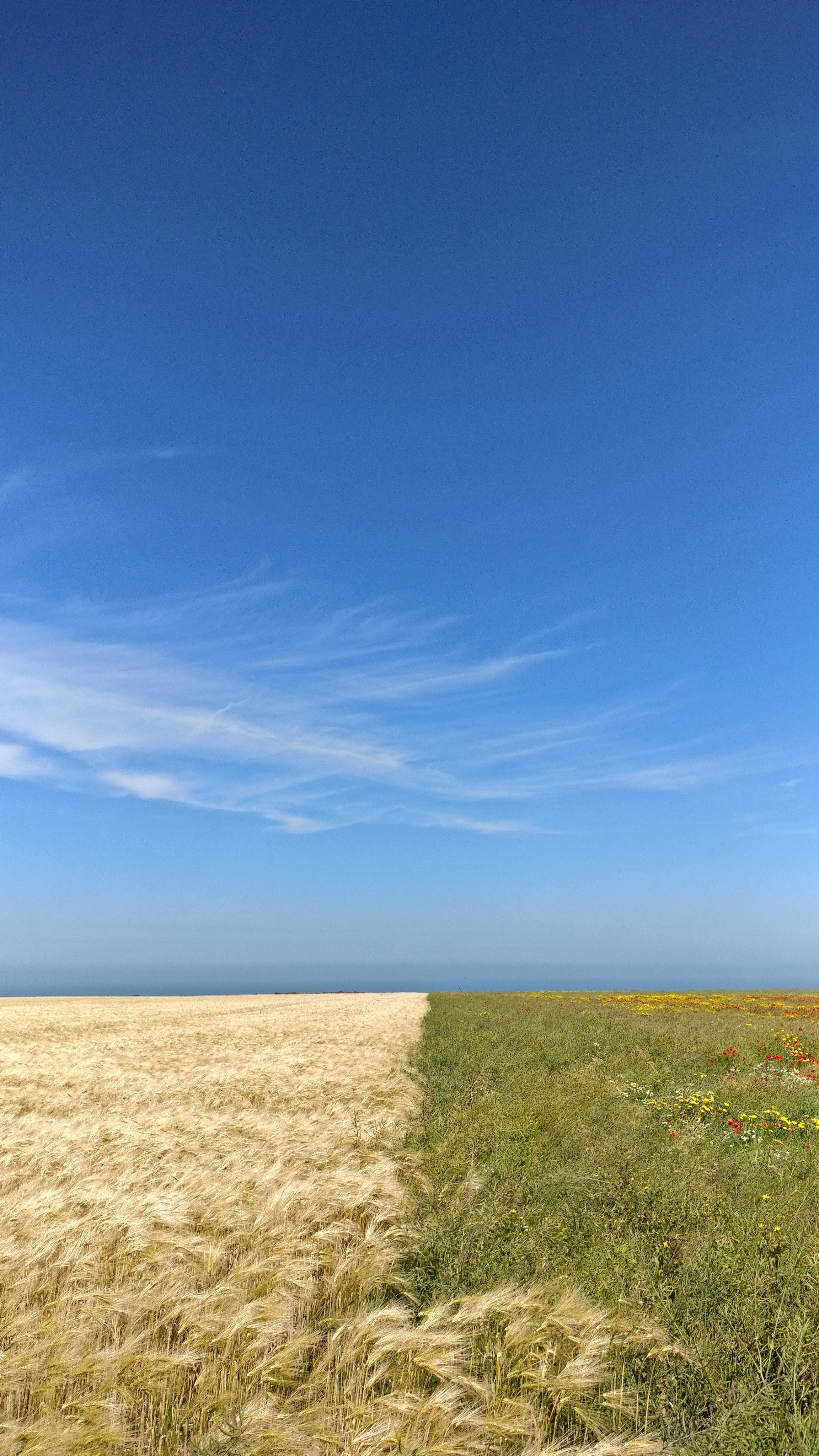 corn yellow green and blue hd, 4k, Phone HD Wallpaper
