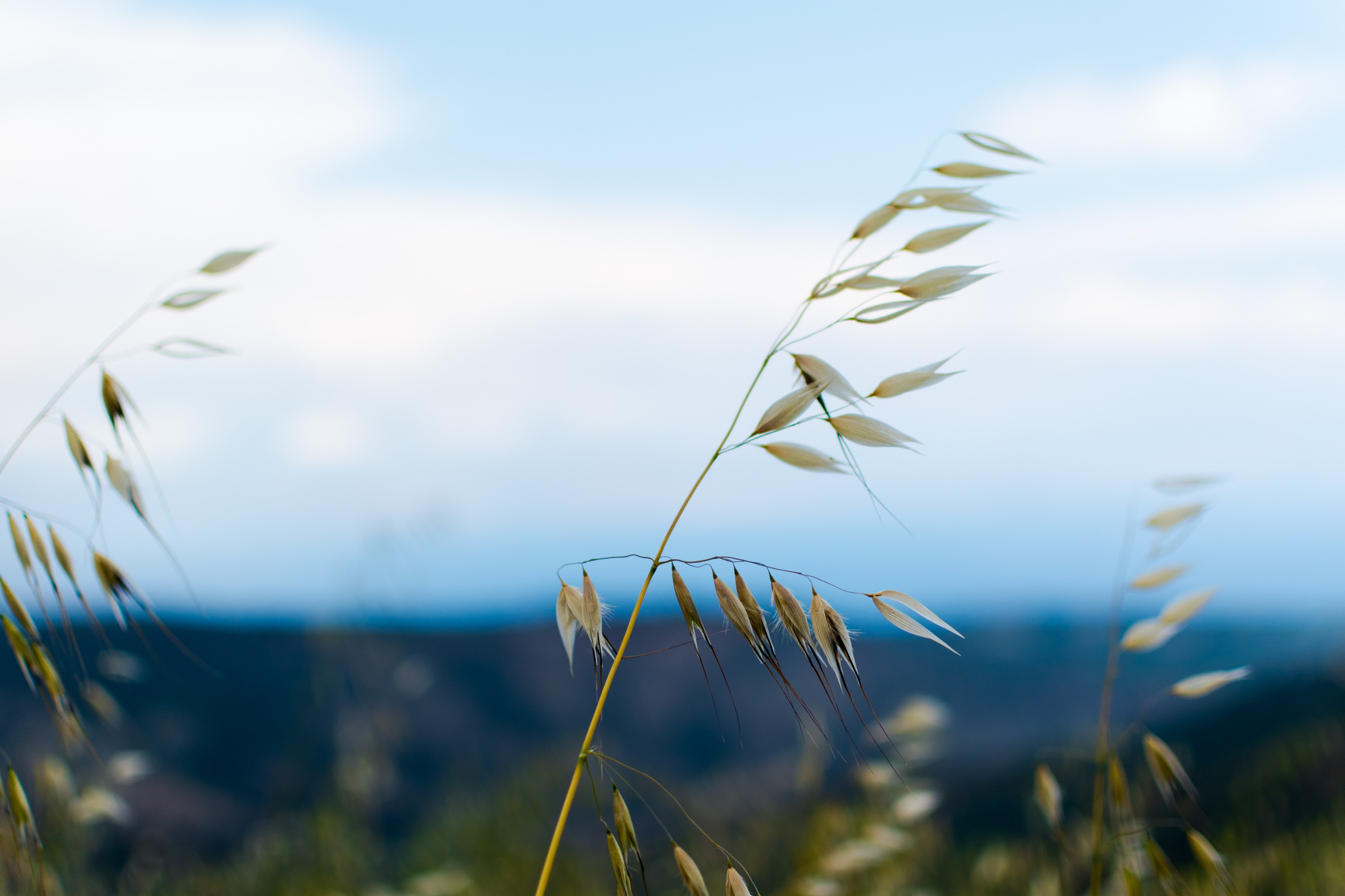 flower cloud outdoor and plant 4k, HD Wallpaper