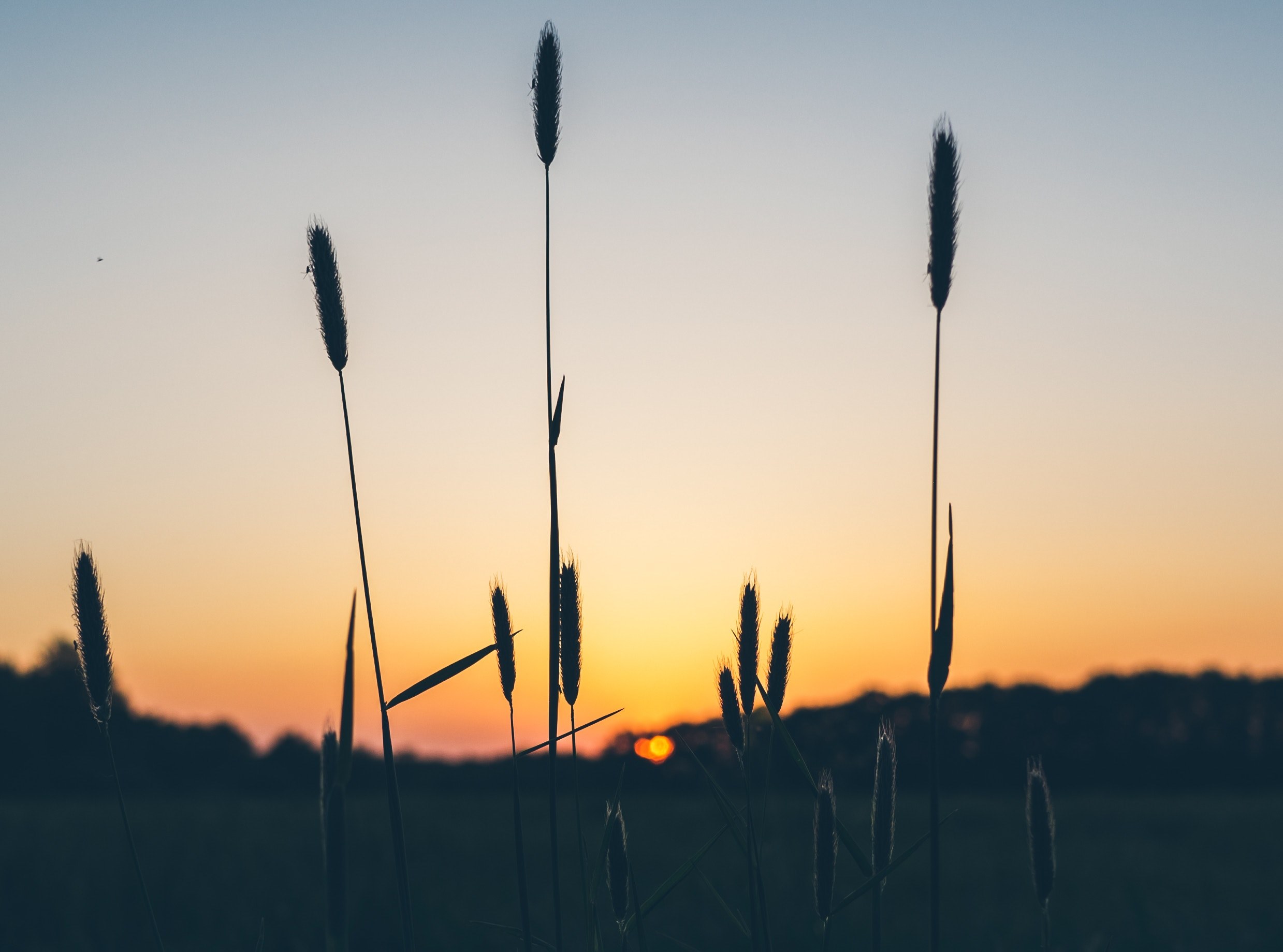sunset sunrise plant silhouette and plant 4k, HD Wallpaper