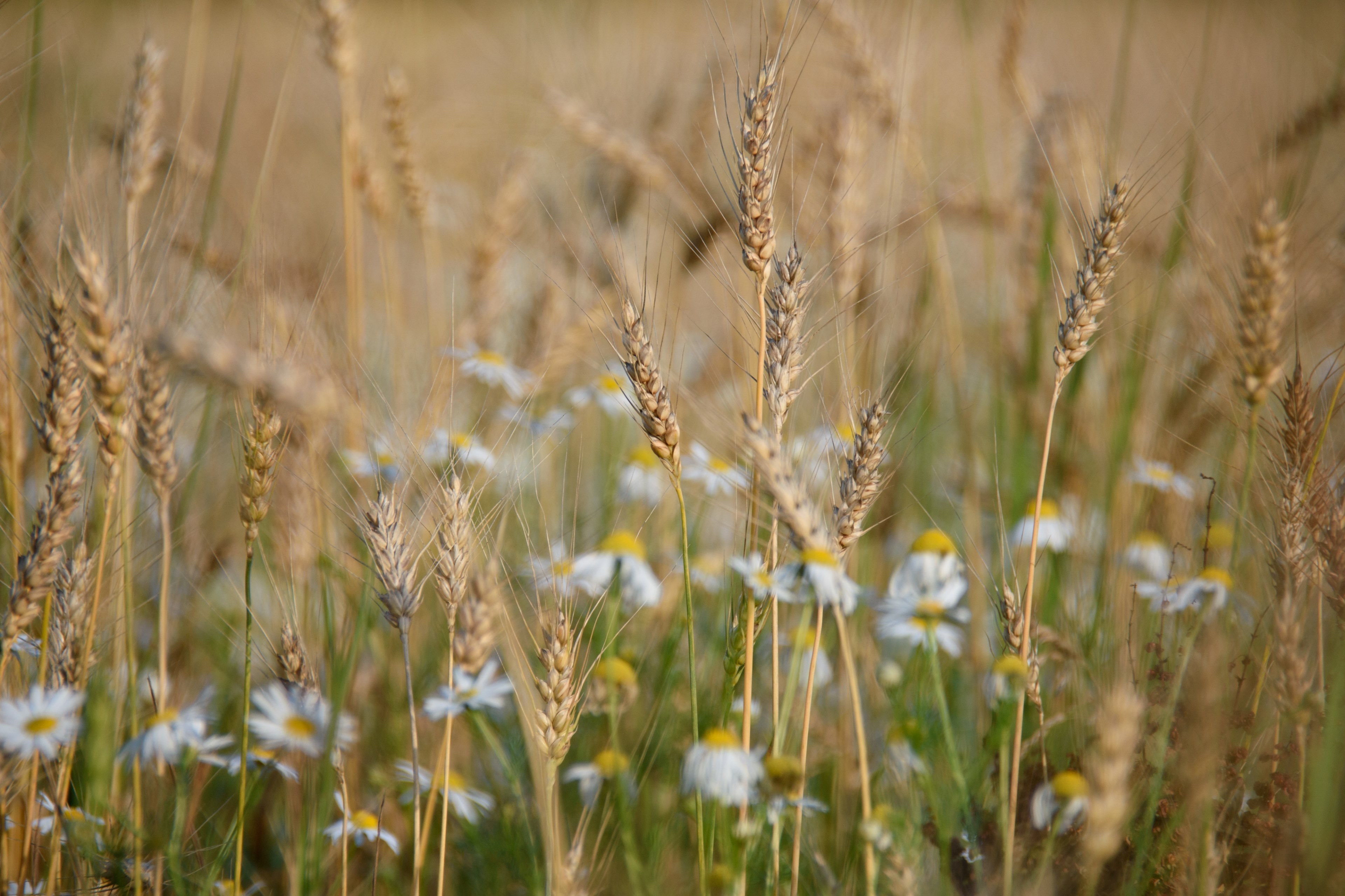 outdoor ear cloud and field 4k, HD Wallpaper