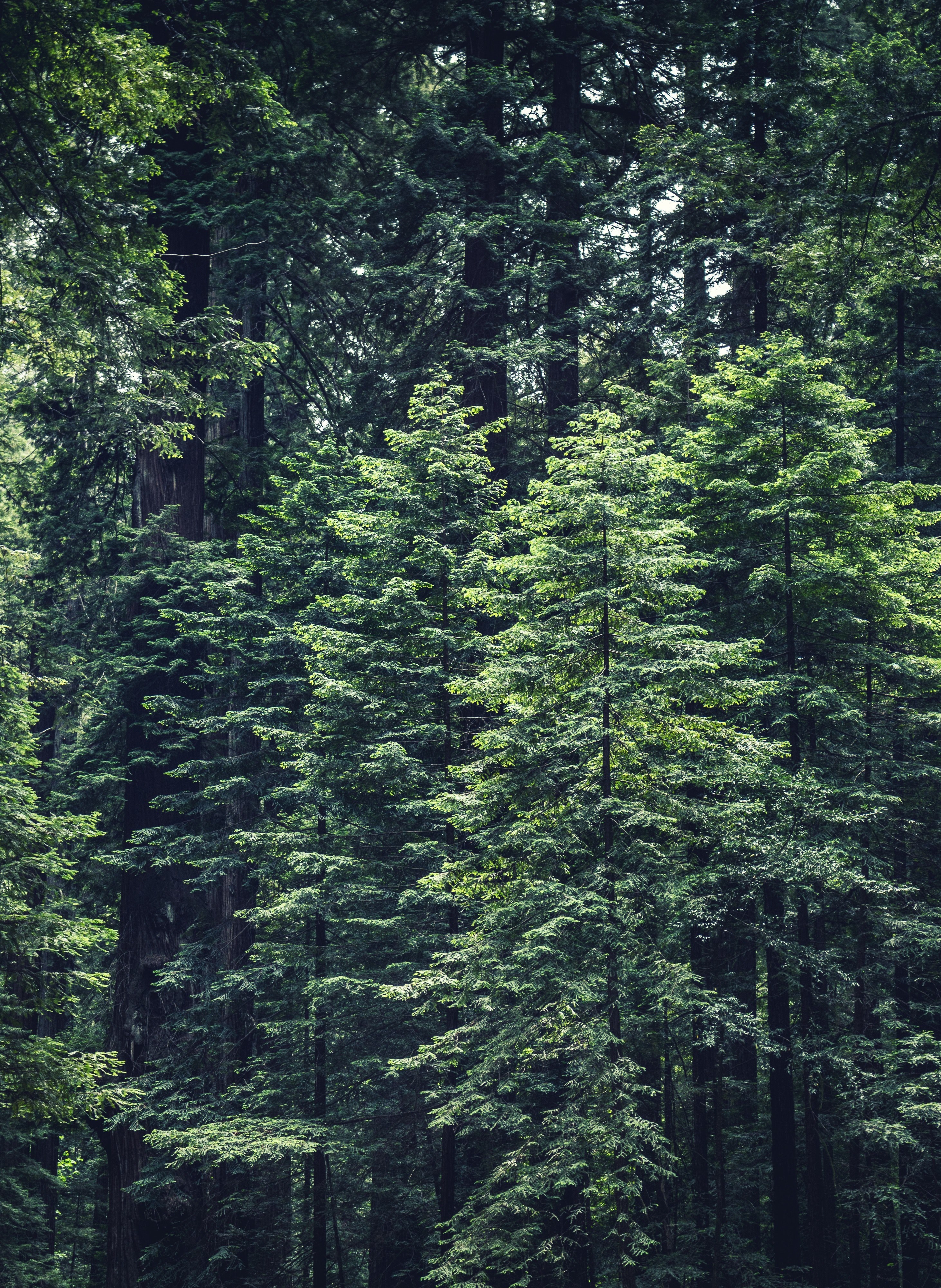 tree forest wood and branch hd, 4k, Phone HD Wallpaper