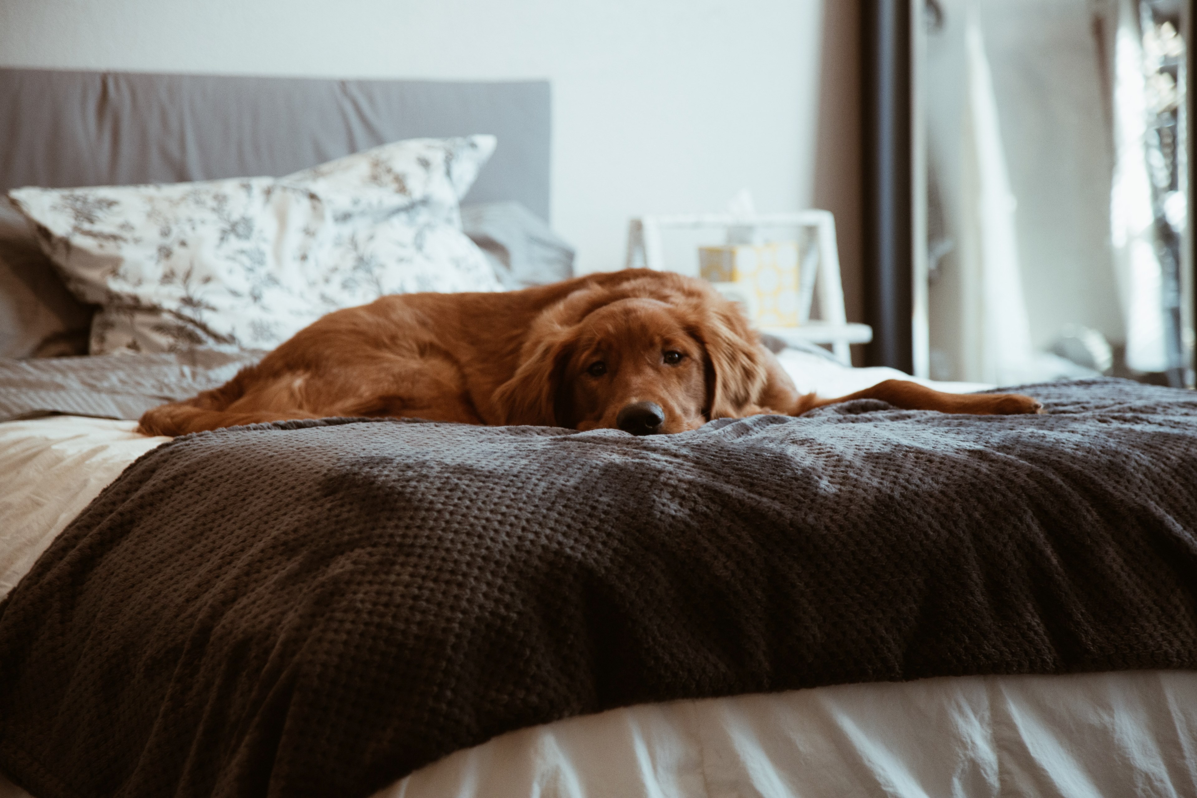 dog chill puppy and relax 4k, HD Wallpaper