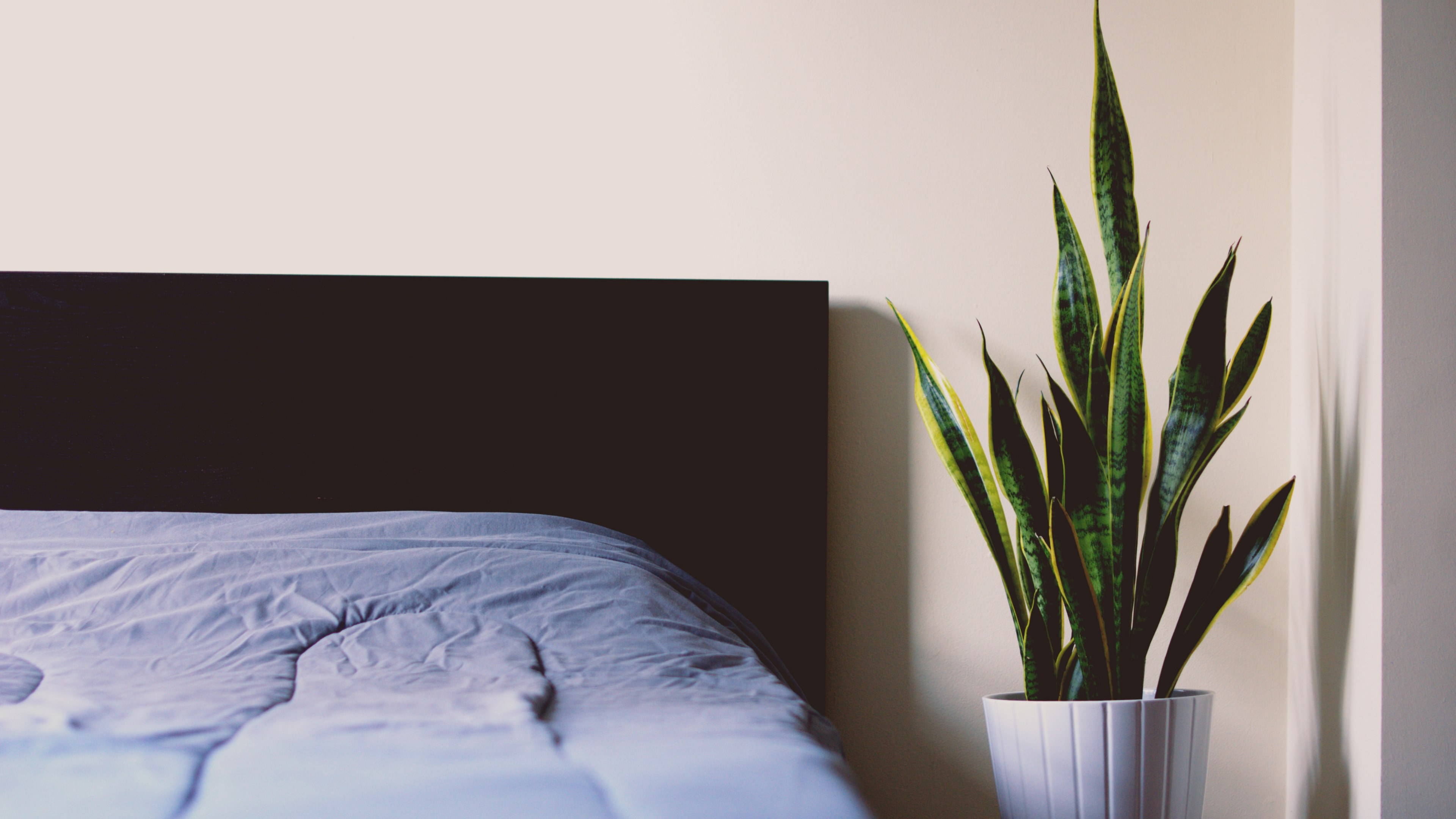 corner of room with blue duvet black headboard and potted houseplant, bed snake plant 4k, HD Wallpaper