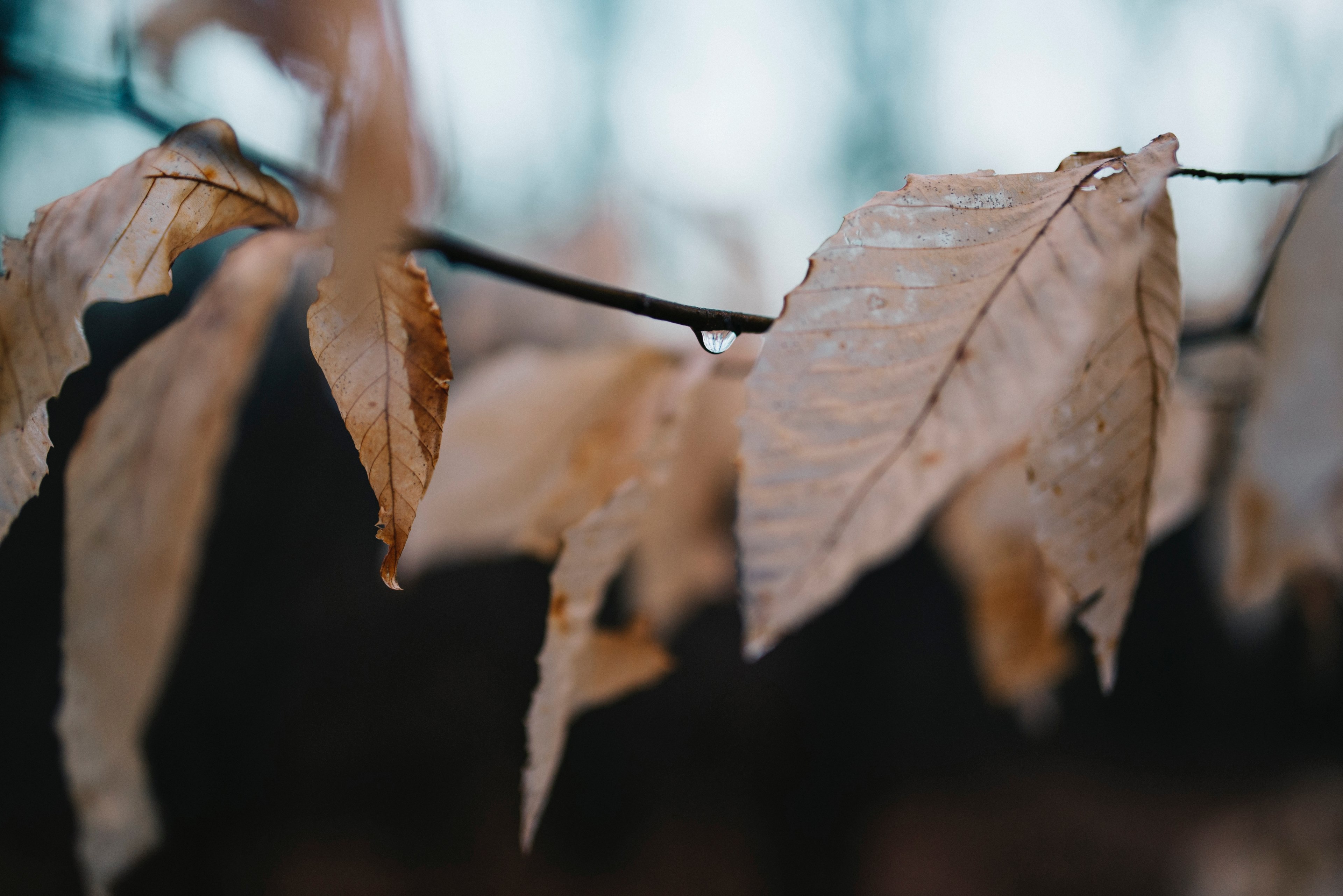 organic botany forest and leafe 4k, HD Wallpaper