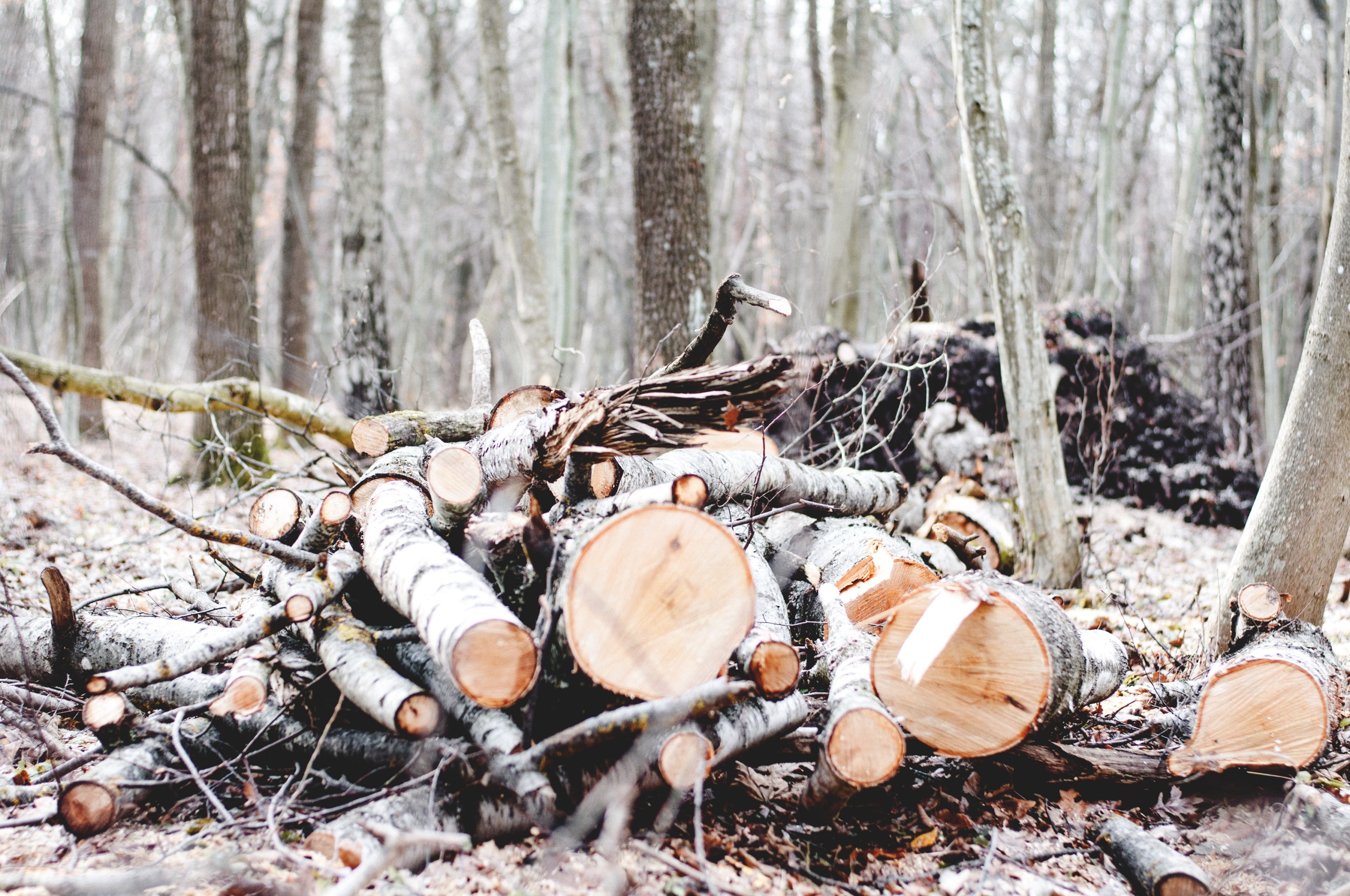 chopped birch wood in the forest in ostroh, ostroh wood 4k, HD Wallpaper