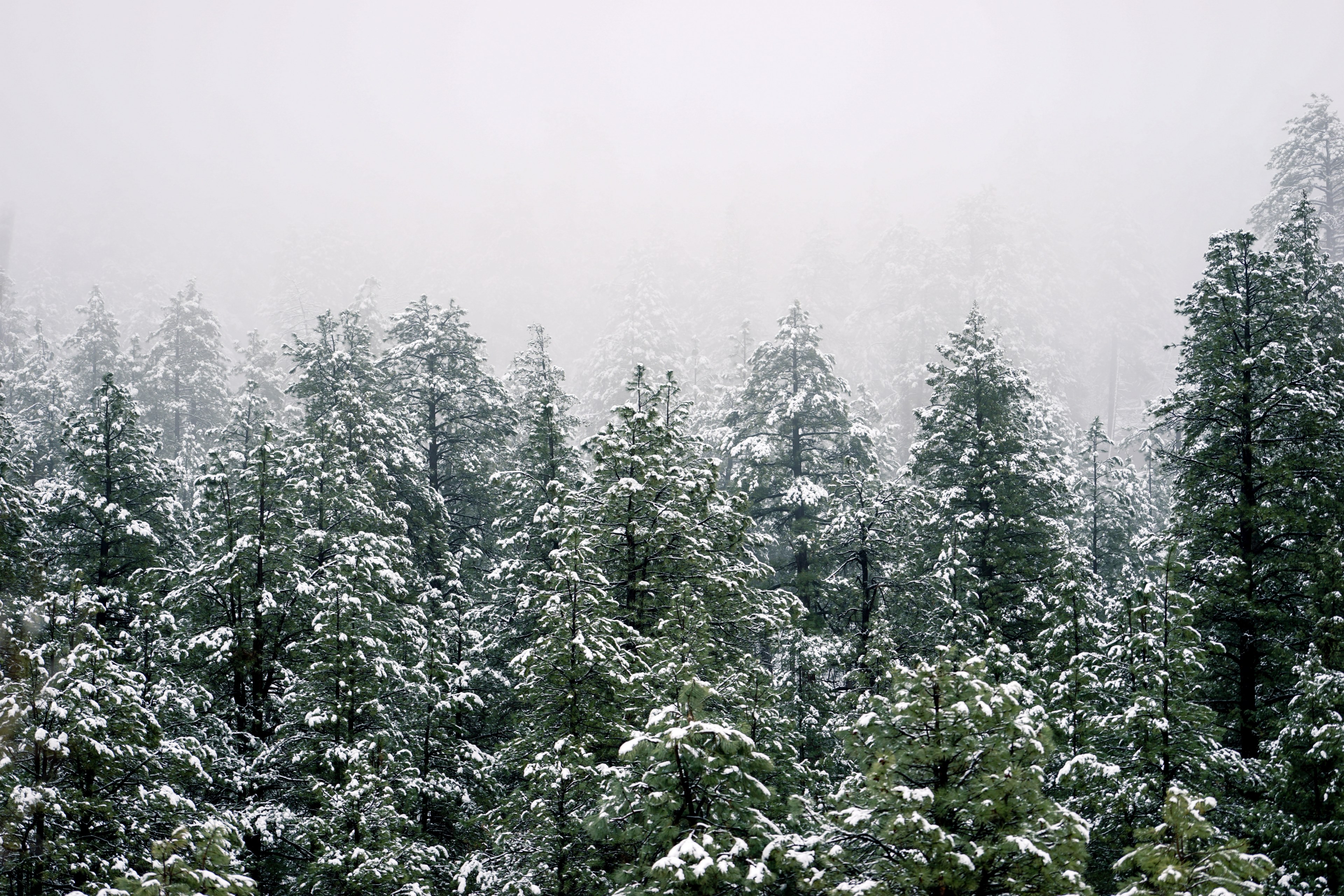 mist rolling down on a snow covered pine forest, fog over the snow topped pines 4k, HD Wallpaper