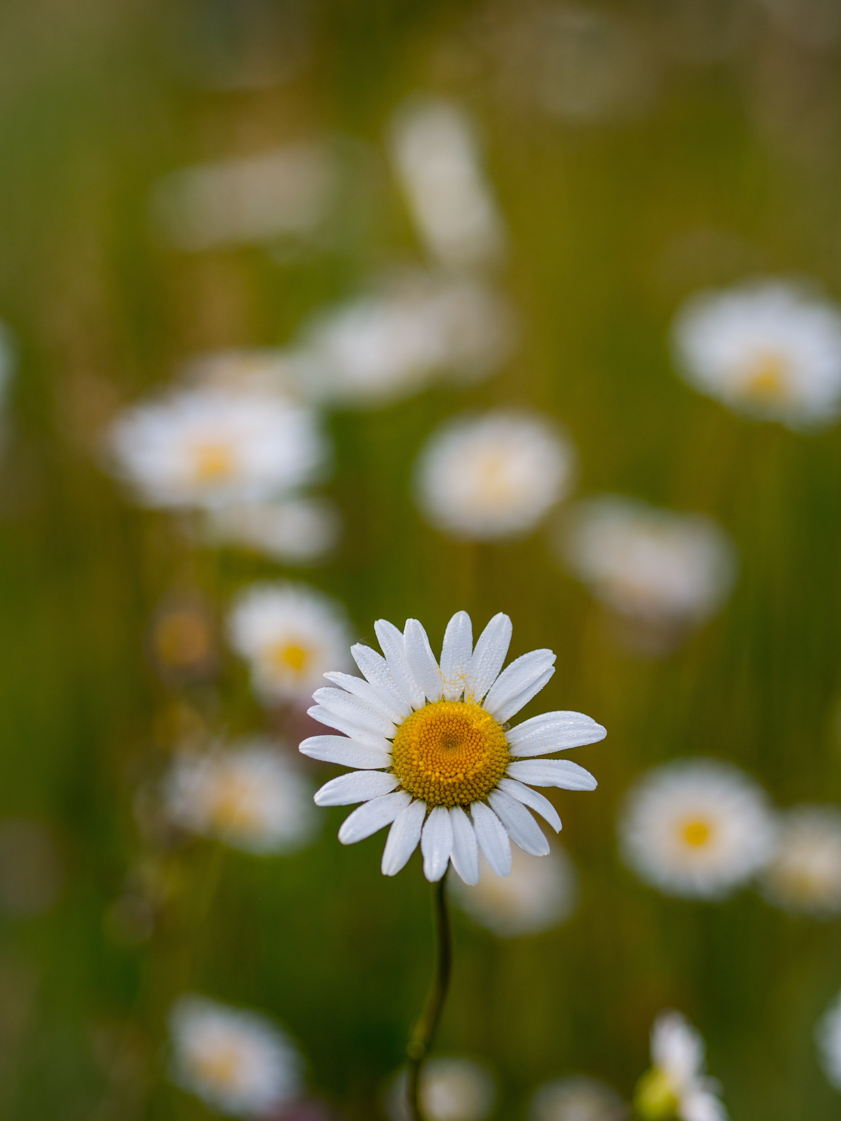 close up of daisy wildflower in spring on grass, daisy wildflower close 4k, Phone HD Wallpaper