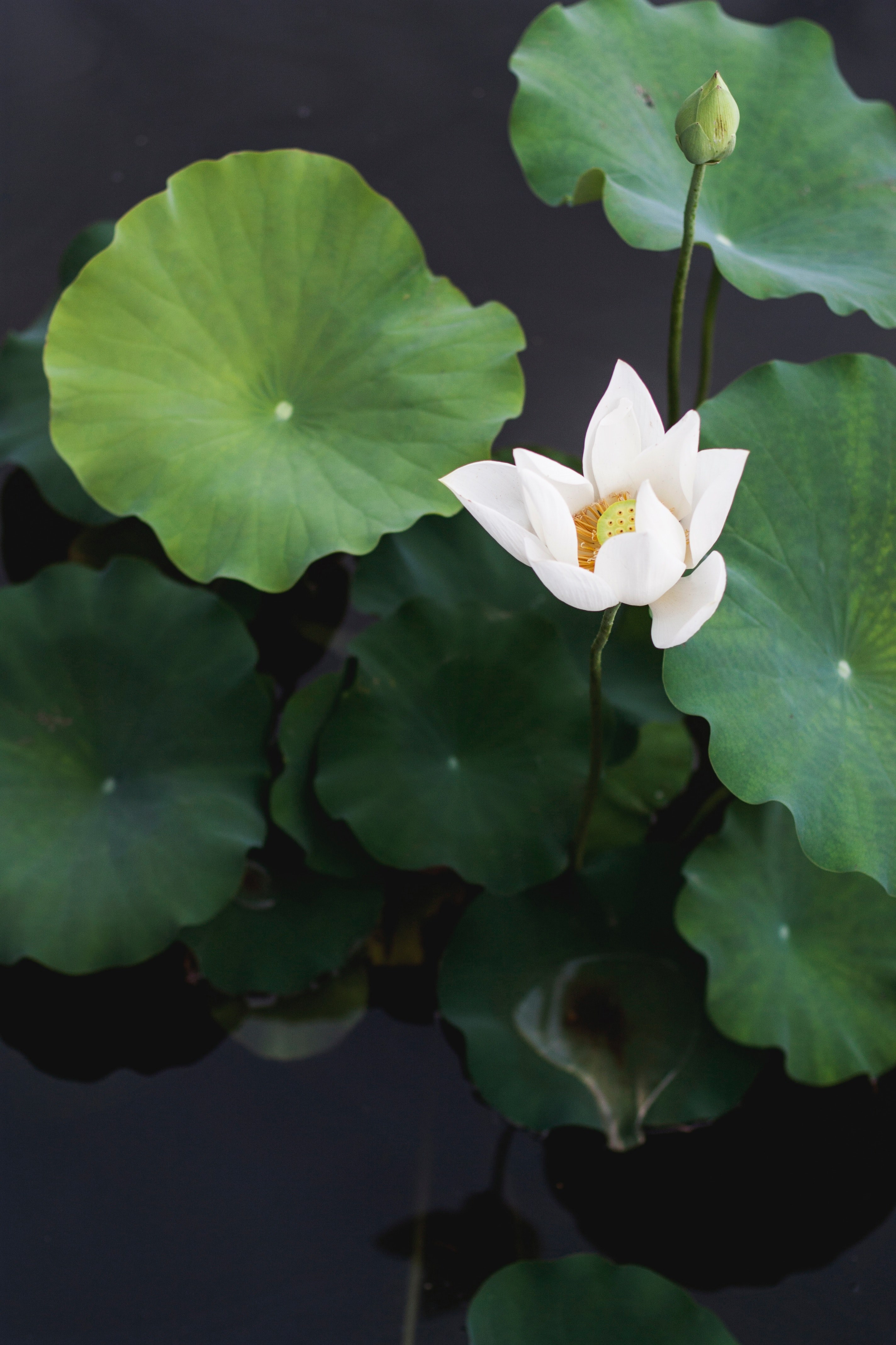 a white water lily on a tall stem above large green lily pads, tall water lily 4k, Phone HD Wallpaper