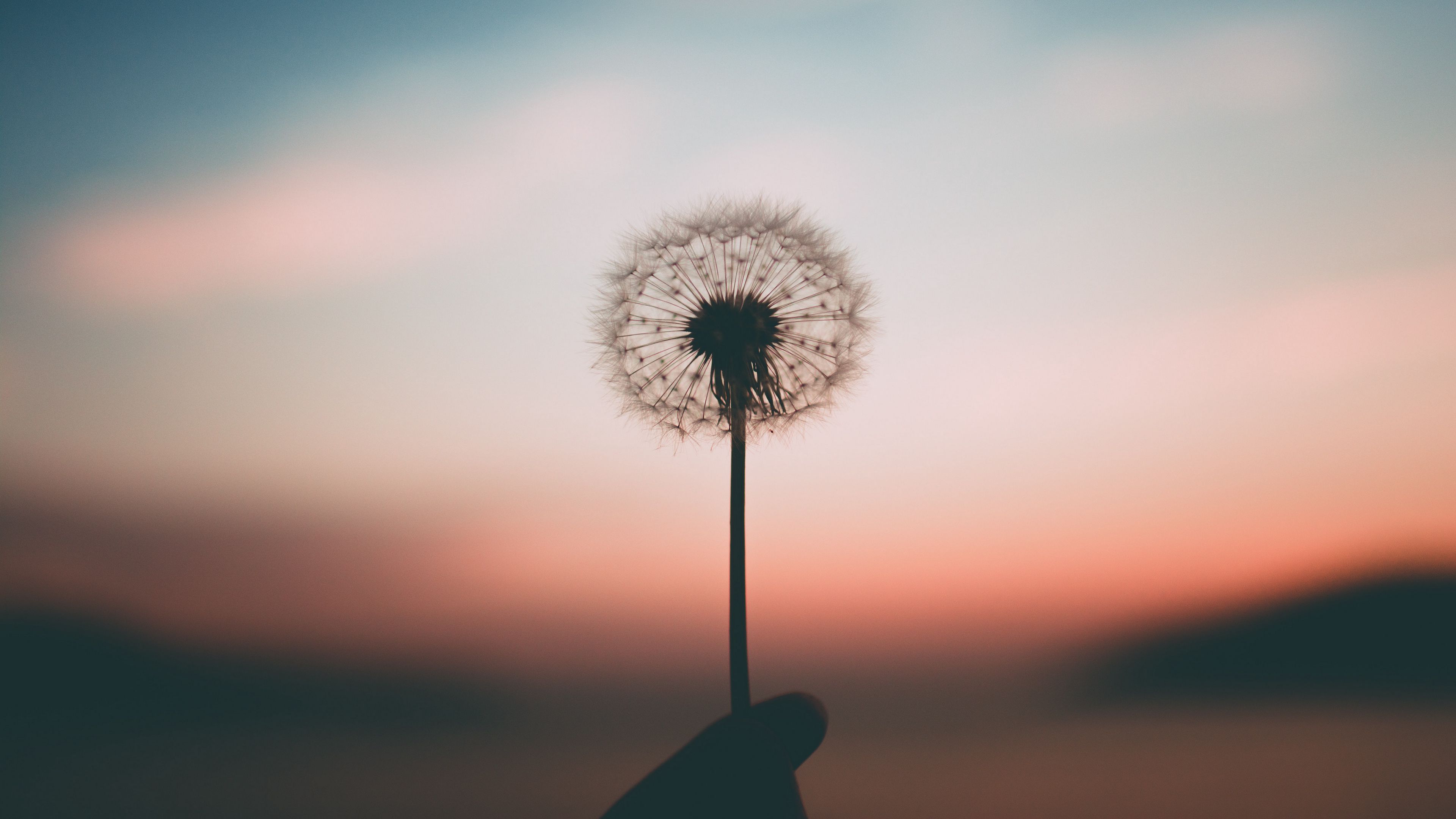 dandelion, blur, fluff, hand, 4k, HD Wallpaper