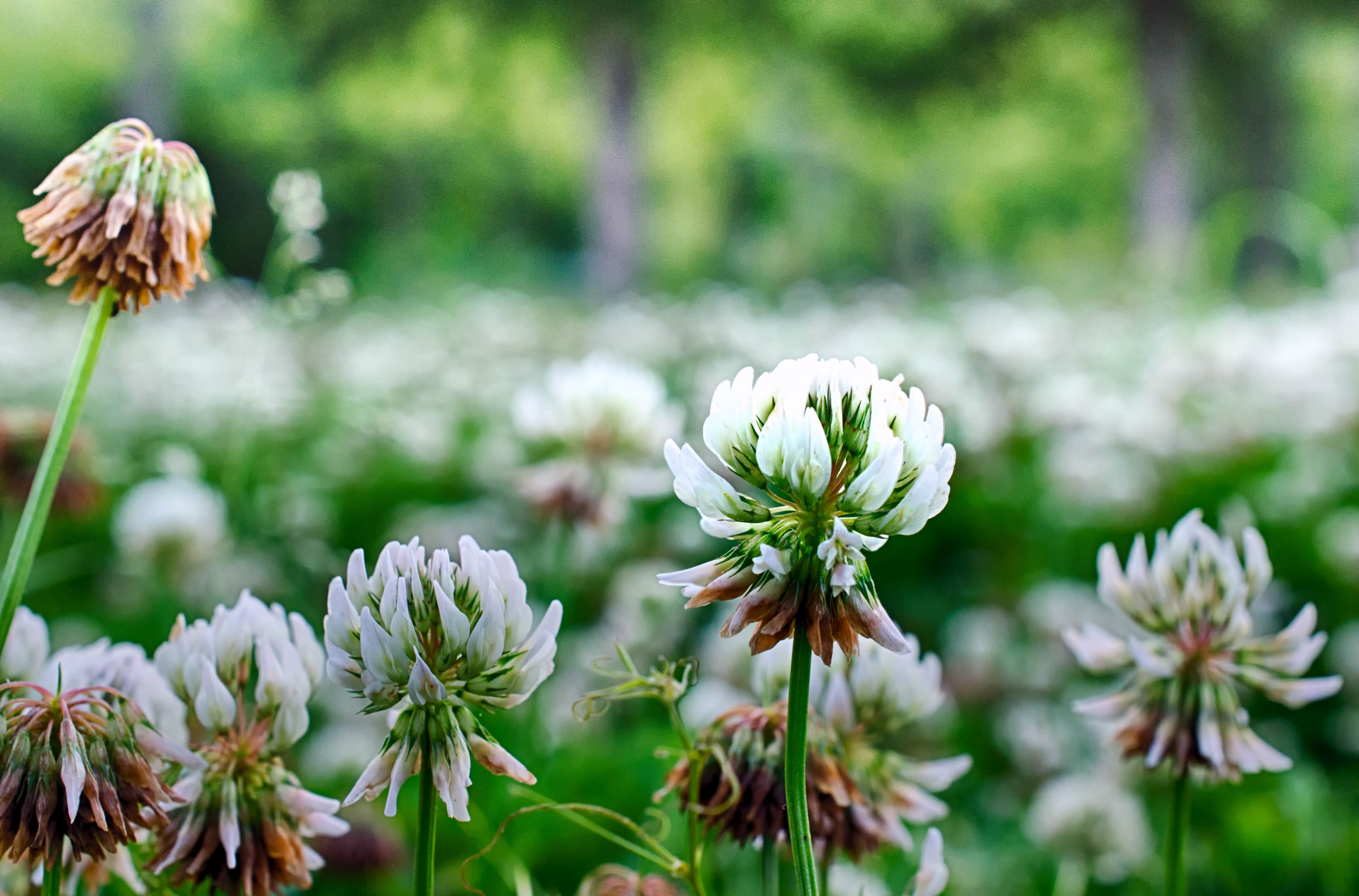 white flowers in nature in grassy field in spring, white flowers in the springtime 4k, HD Wallpaper