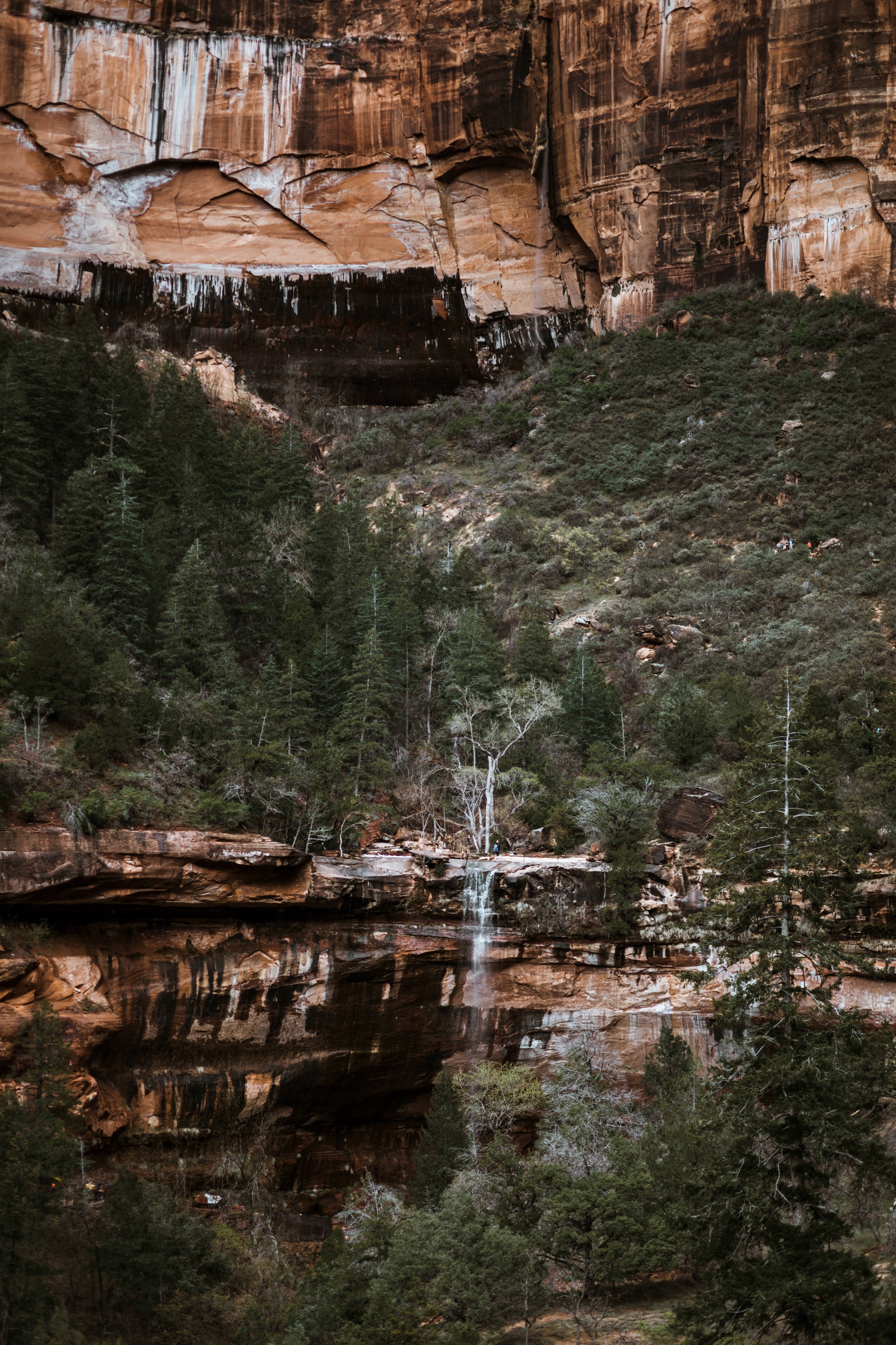 a small waterfall trickling into a stream by a mossy cliff in emerald pools trail, red rock face and green trees 4k, Phone HD Wallpaper