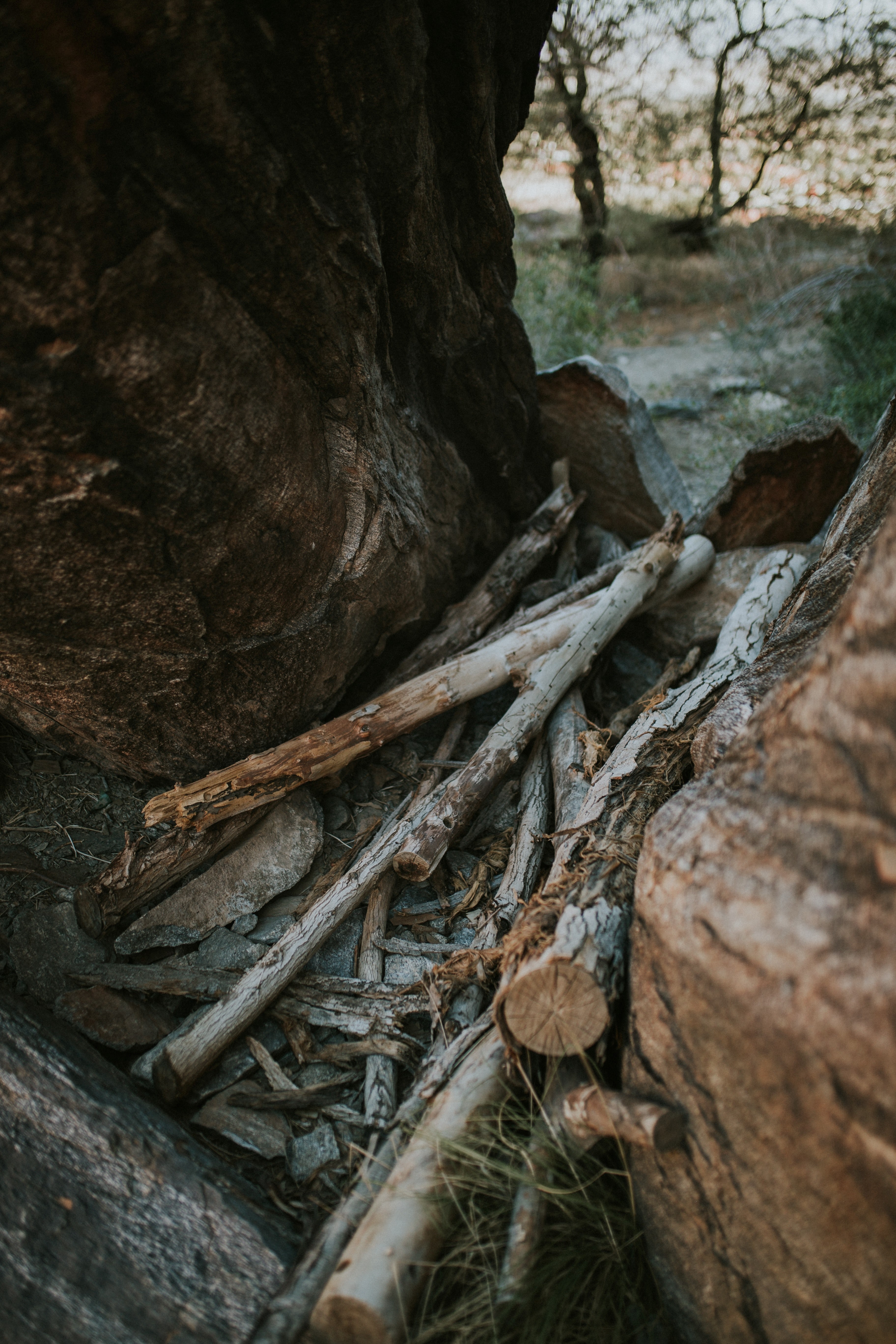 outdoor tree firewood and campfire hd, 4k, Phone HD Wallpaper