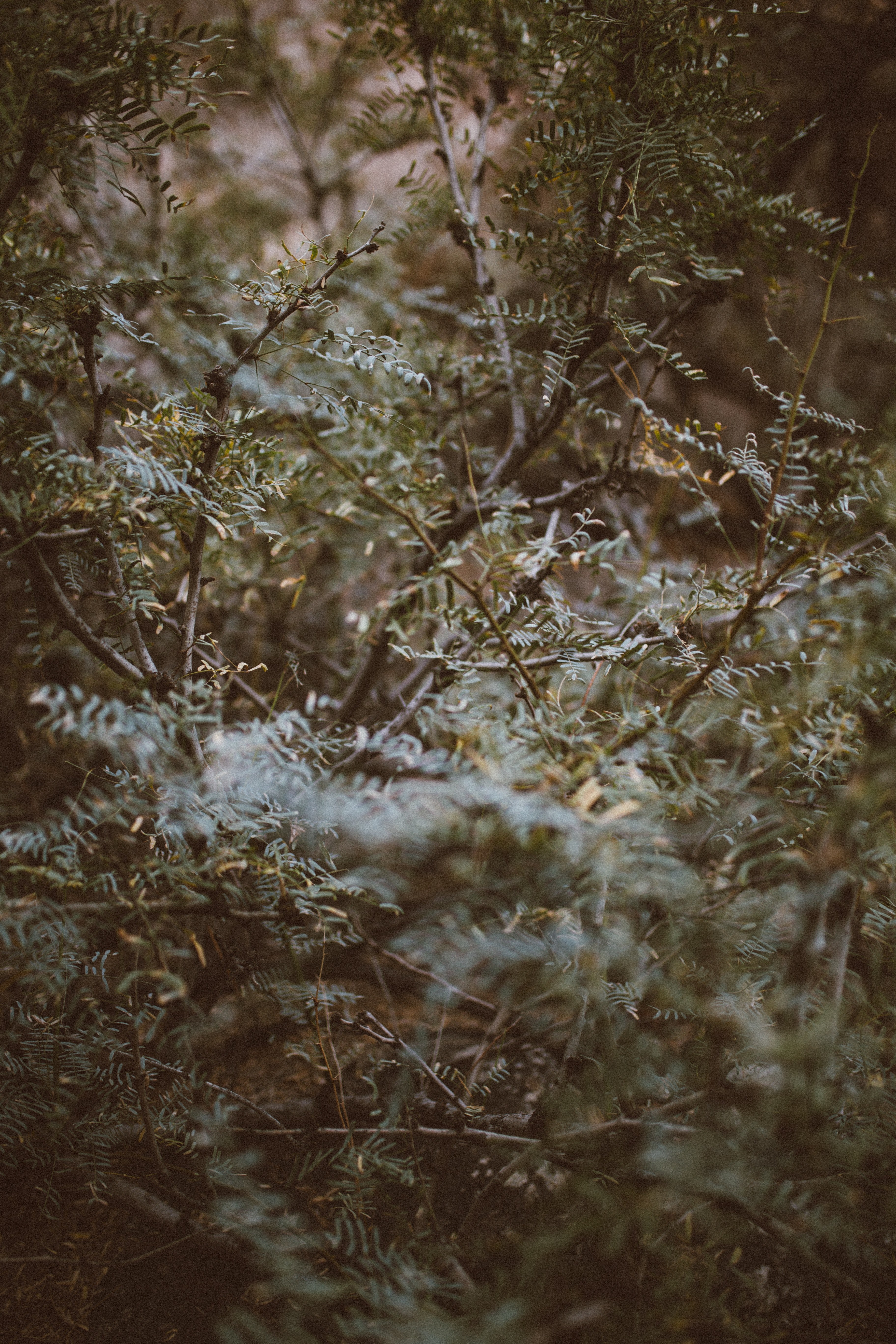 branch outdoor bush and tree hd, 4k, Phone HD Wallpaper