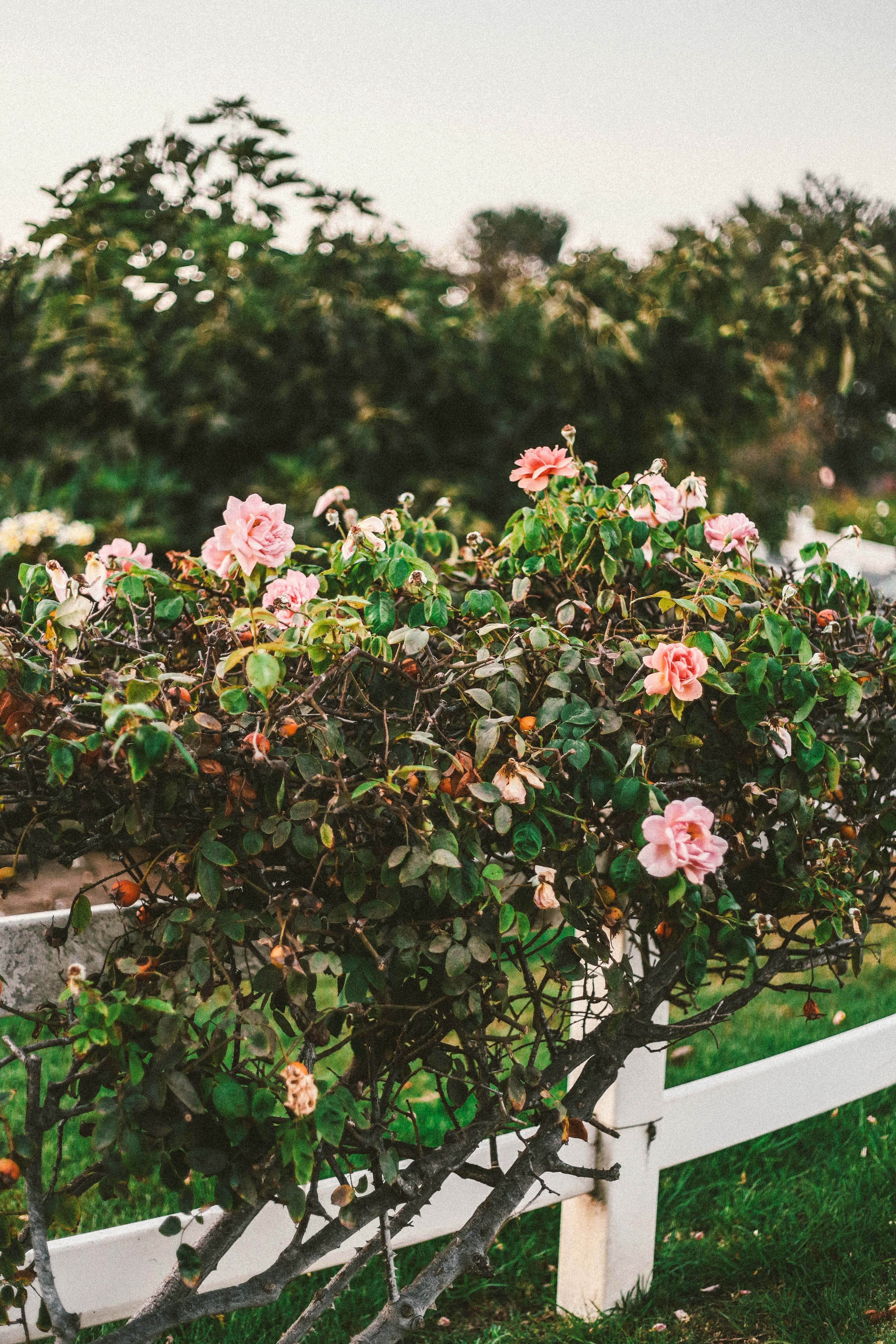 grain film farm and rose hd, 4k, Phone HD Wallpaper