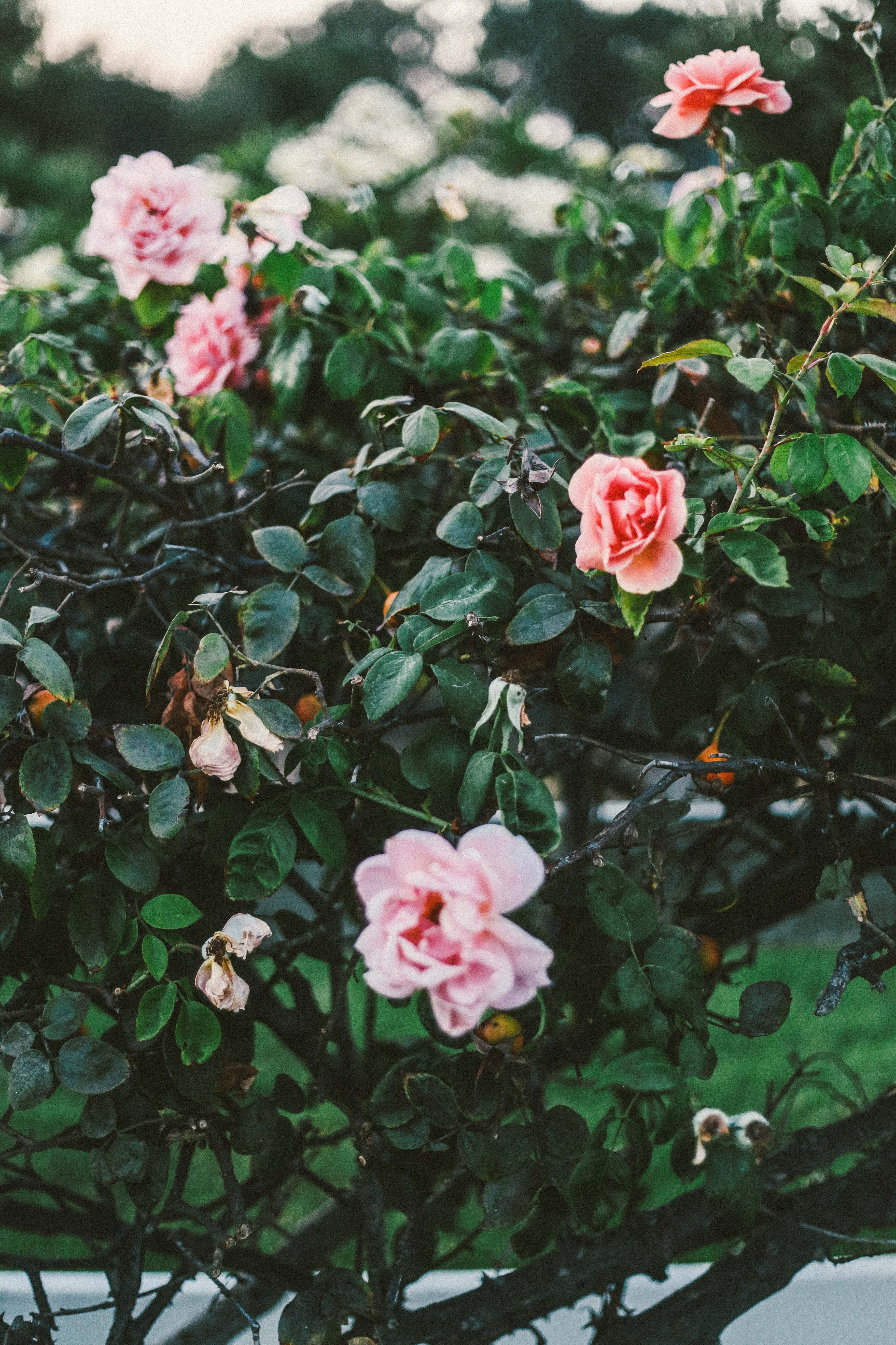 flower leafe plant and rose hd, 4k, Phone HD Wallpaper