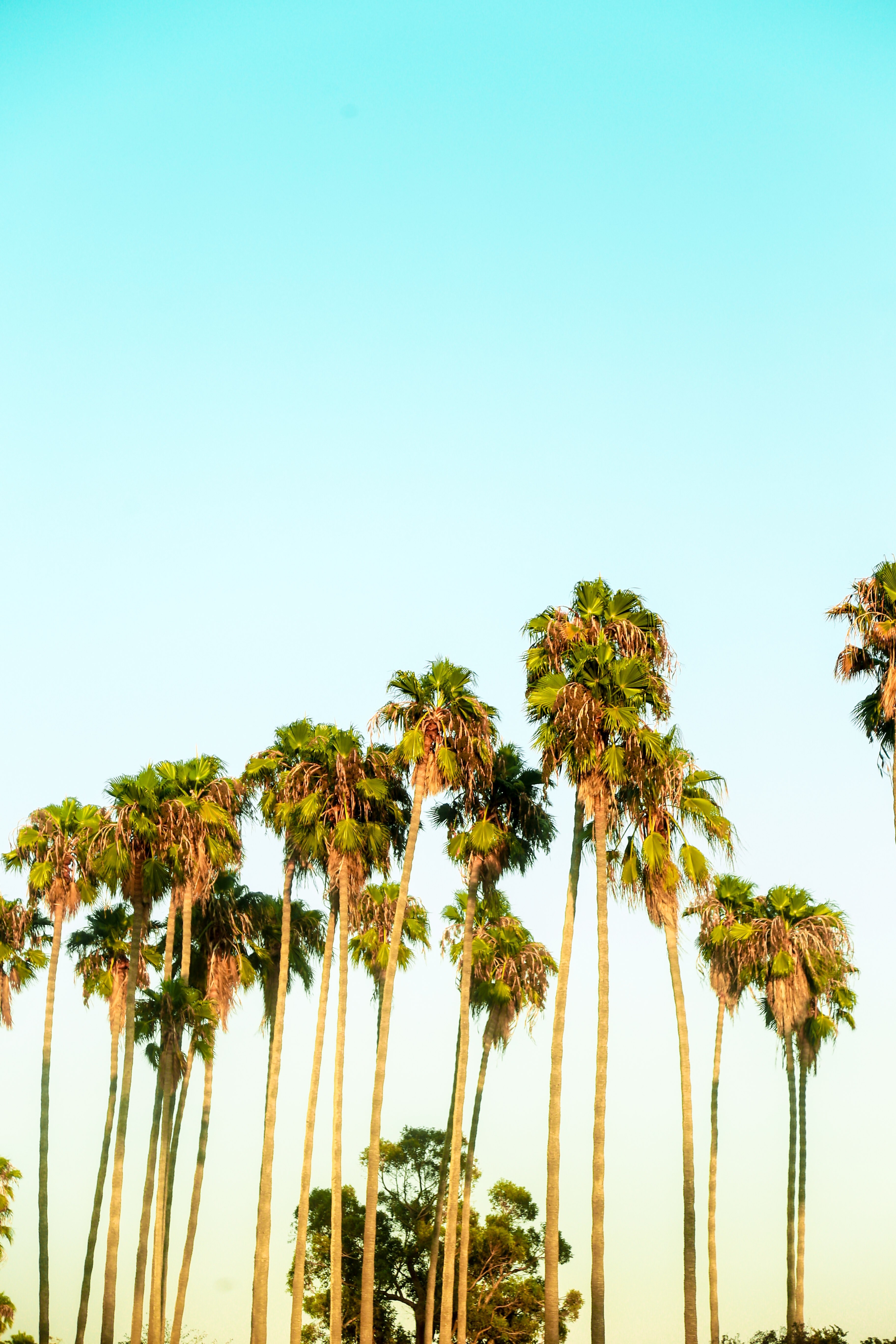 orange county californium sky and ohana hd, 4k, Phone HD Wallpaper