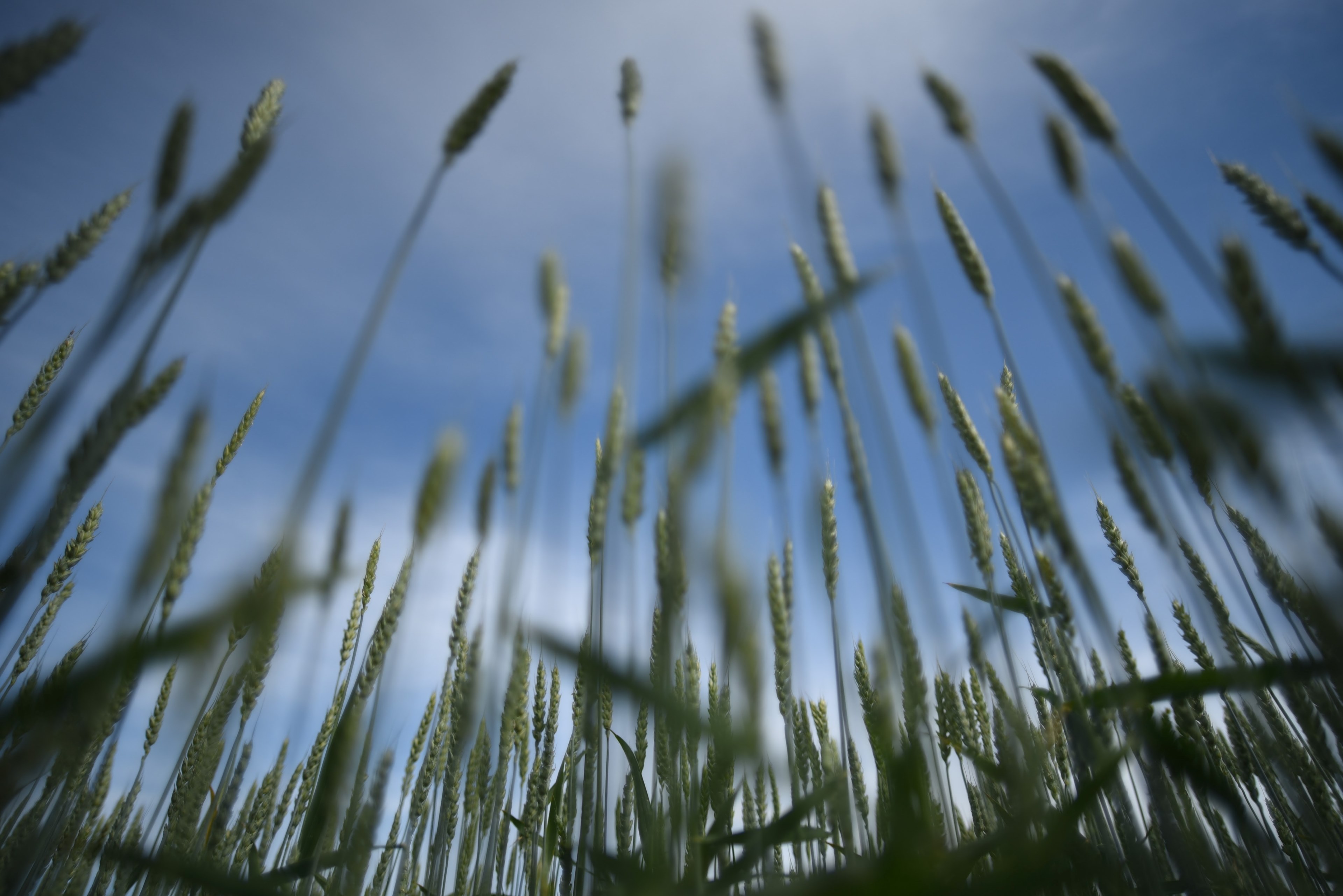 eco food nature and green 4k, HD Wallpaper