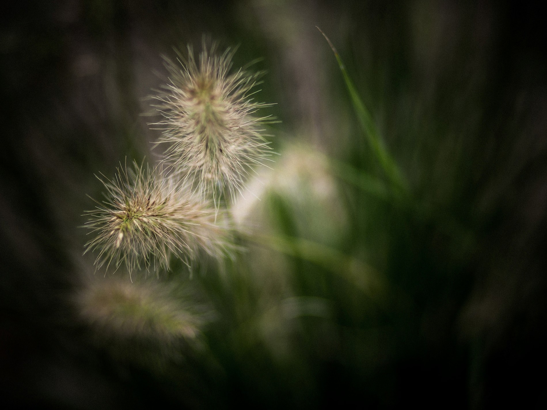 close flower herb and dandelion 4k, HD Wallpaper