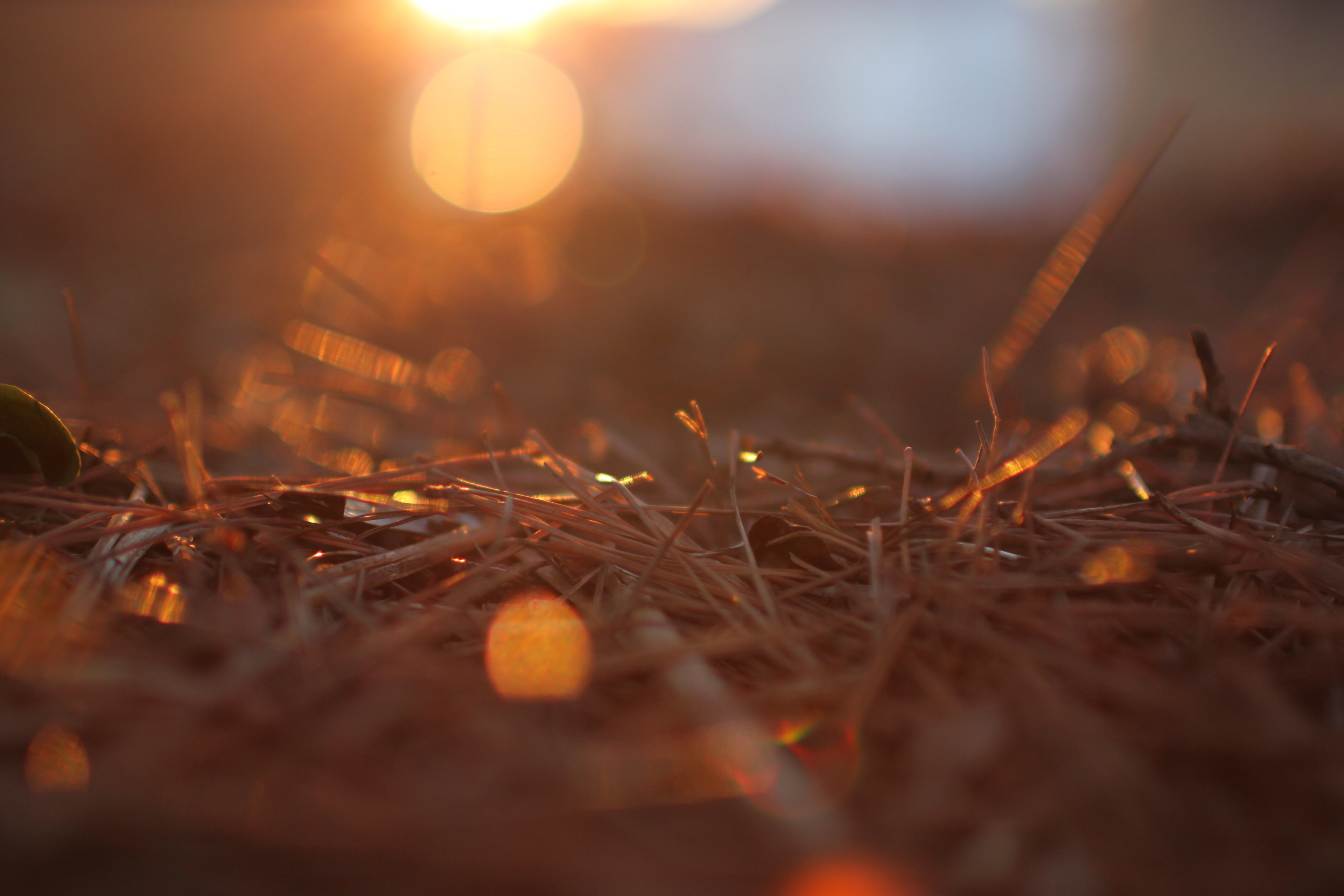 nature golden hour copy soace and autumn 4k, HD Wallpaper