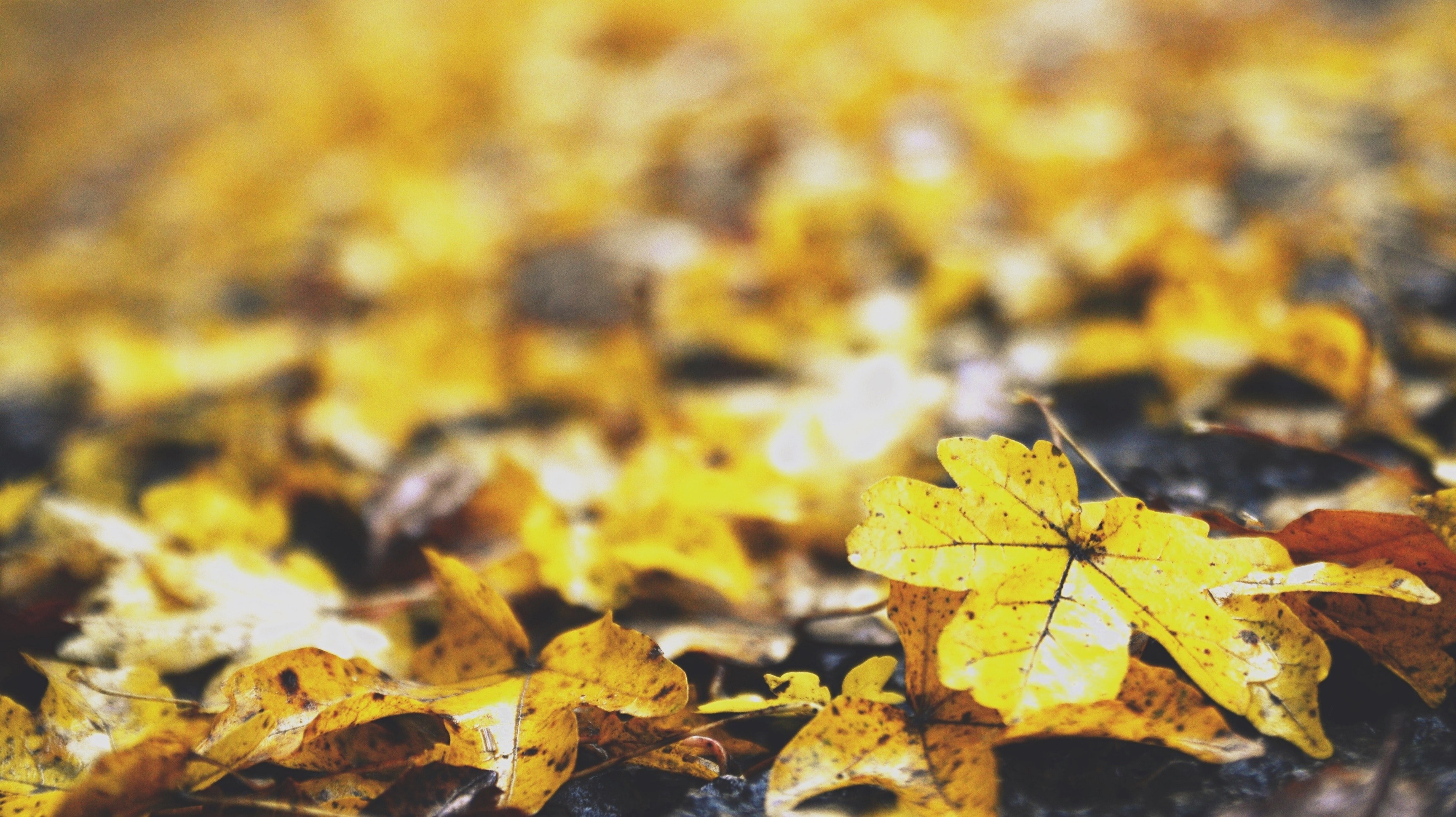 autumn leaf fall and seasonal 4k, HD Wallpaper