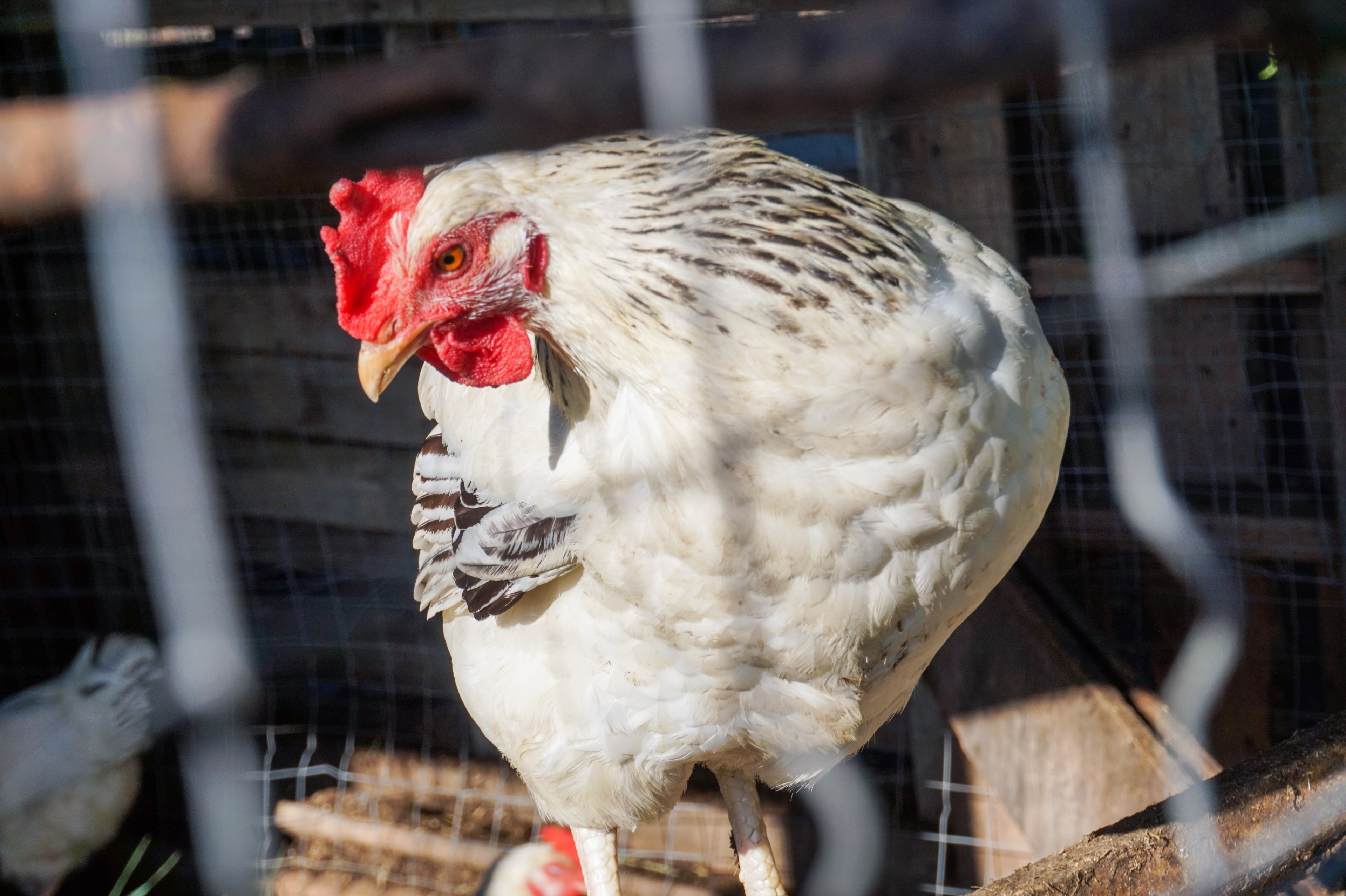 white hen in a cage coop, white and black chicken 4k, HD Wallpaper