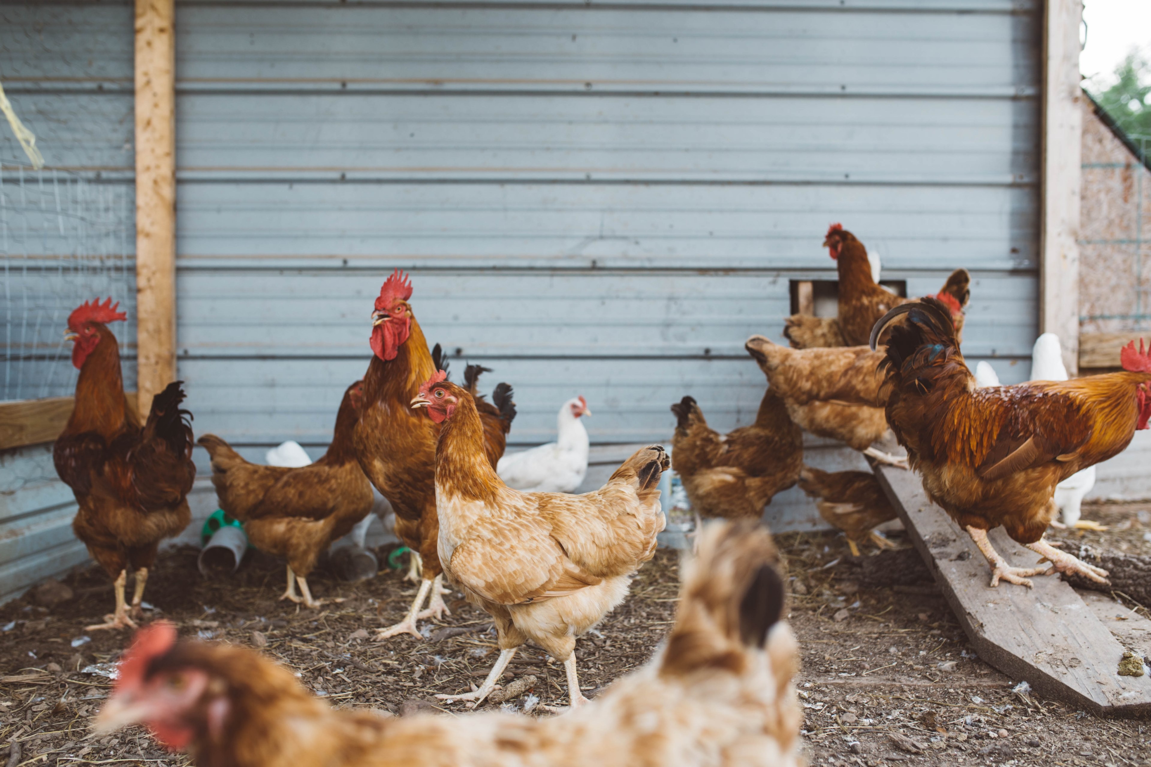 a barn of chickens and roosters grazing and feeding, arkansas chickens 4k, HD Wallpaper