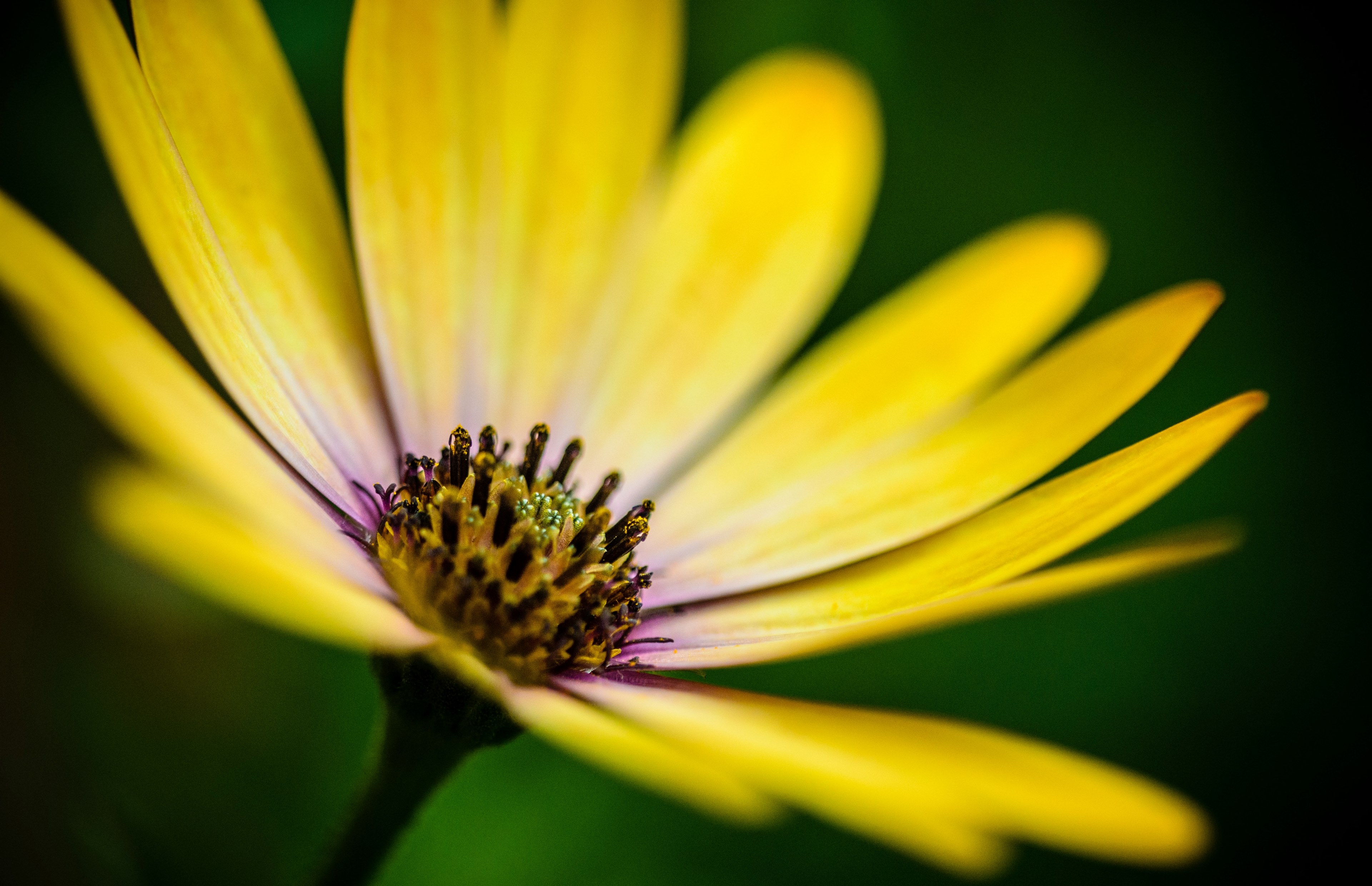 colorful summer nature and radiant 4k, HD Wallpaper