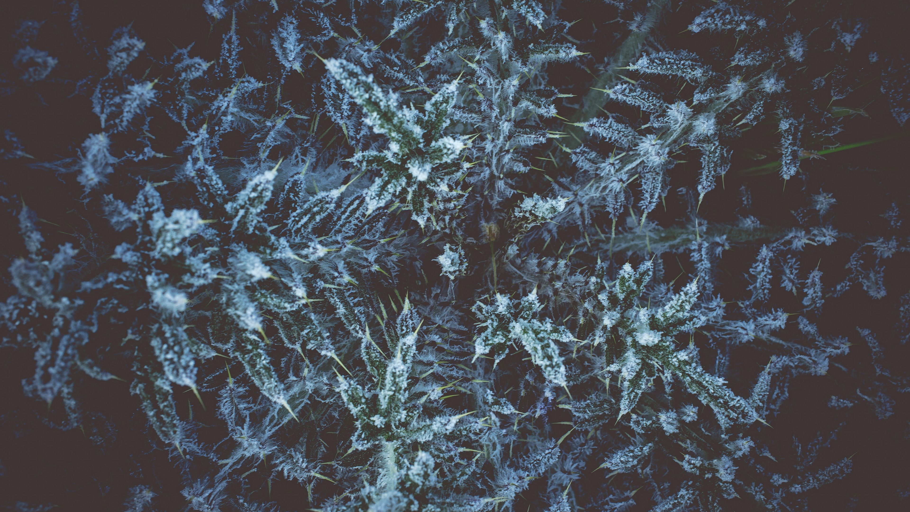 plant, grass, hoarfrost, 4k, HD Wallpaper