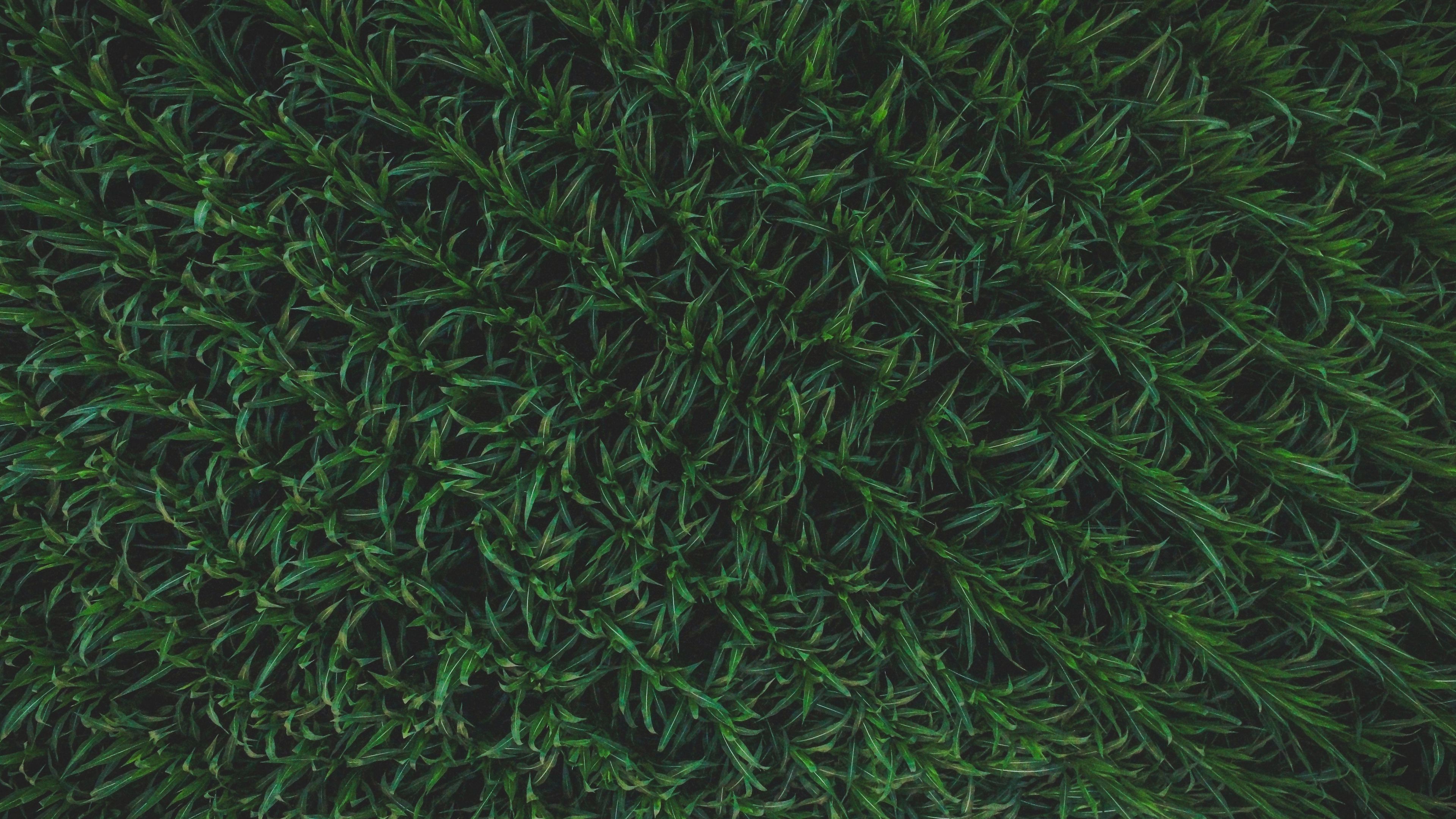 grass, surface, background, green, 4k, HD Wallpaper